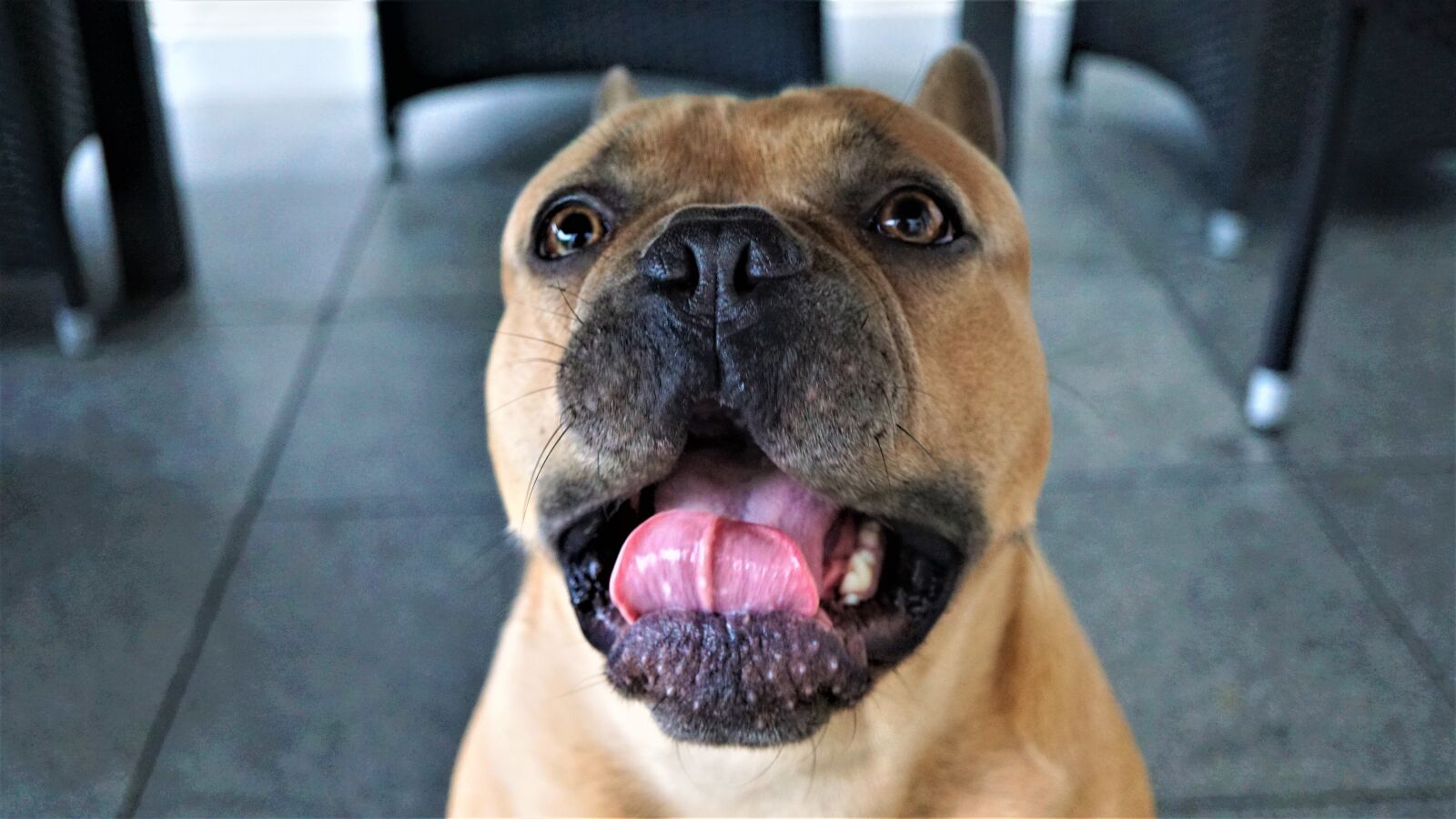 Sony E 30mm F3.5 Macro sample photo. French bulldog, dog, tongue photography