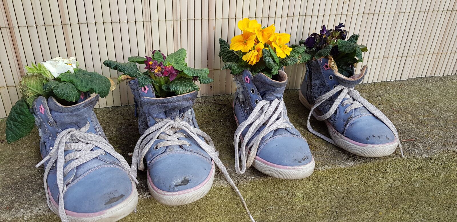 Samsung Galaxy S8 sample photo. Shoes, plant, flower photography