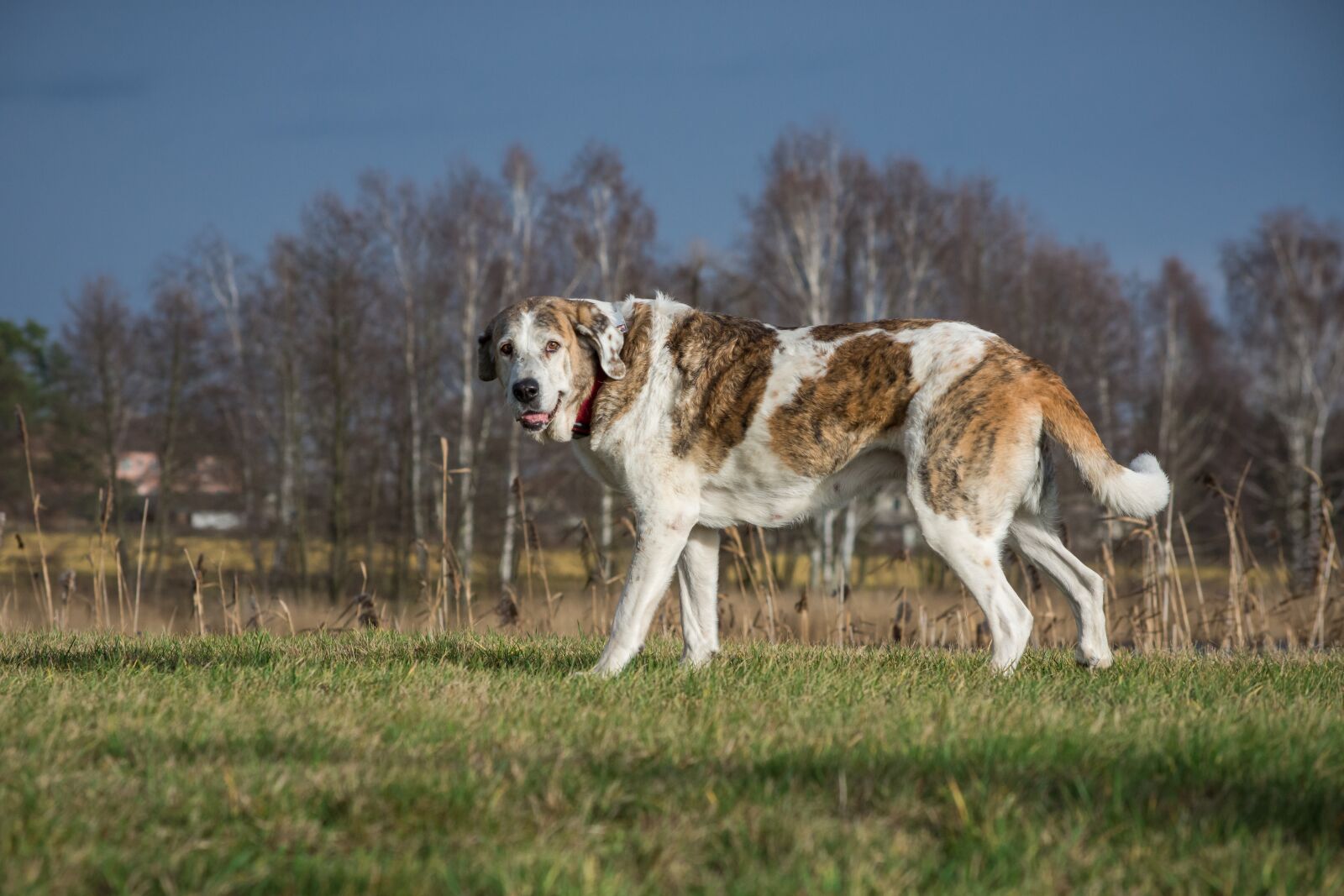 Nikon D7200 sample photo. Mammal, animal, grass photography