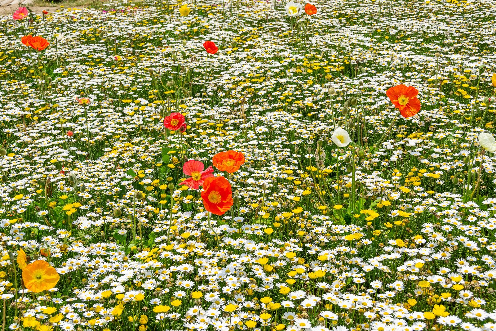 Nikon D3100 sample photo. Flowers, poppy, park photography
