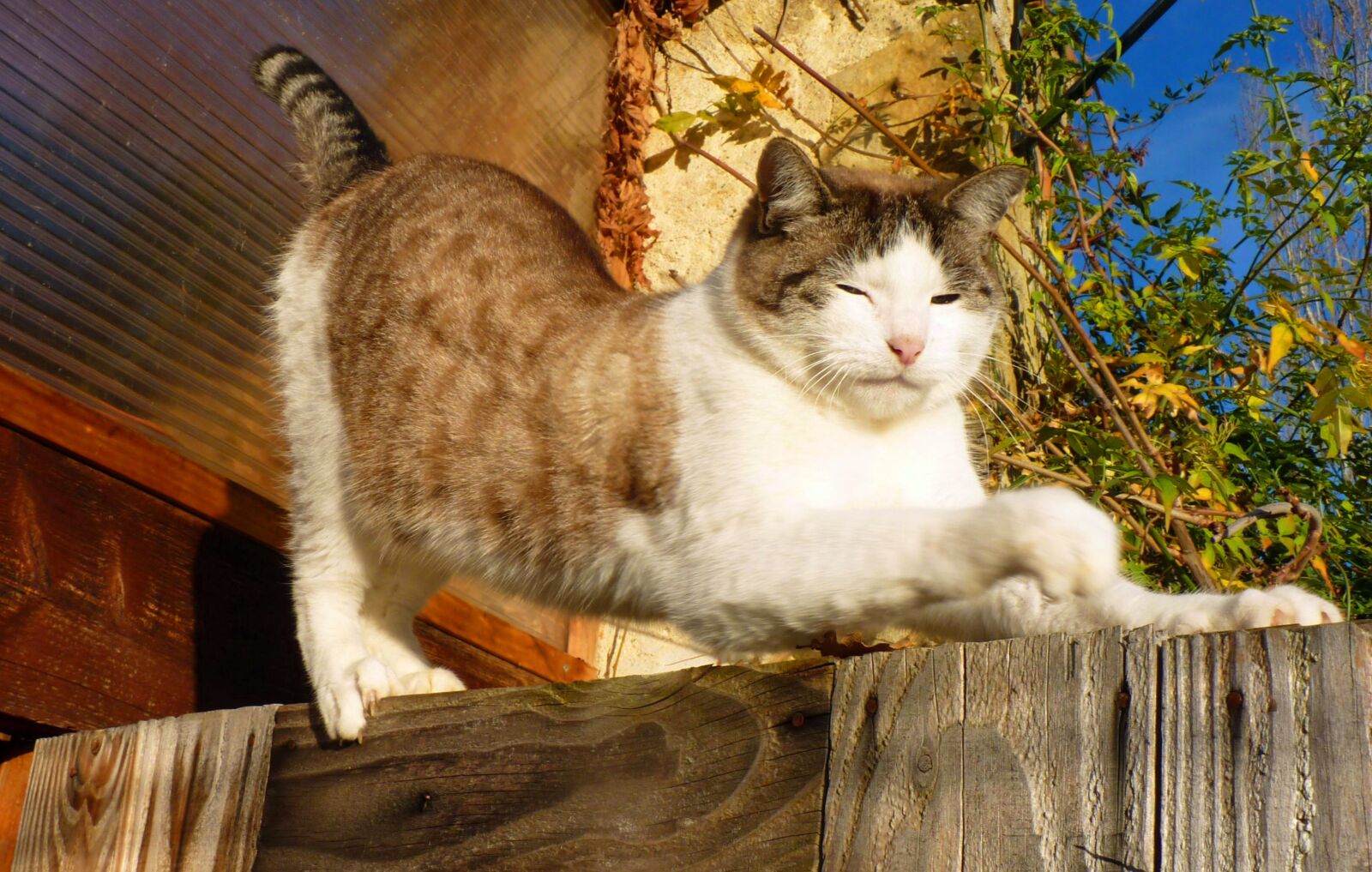 Panasonic Lumix DMC-FZ35 (Lumix DMC-FZ38) sample photo. Cat, feline, domestic animal photography