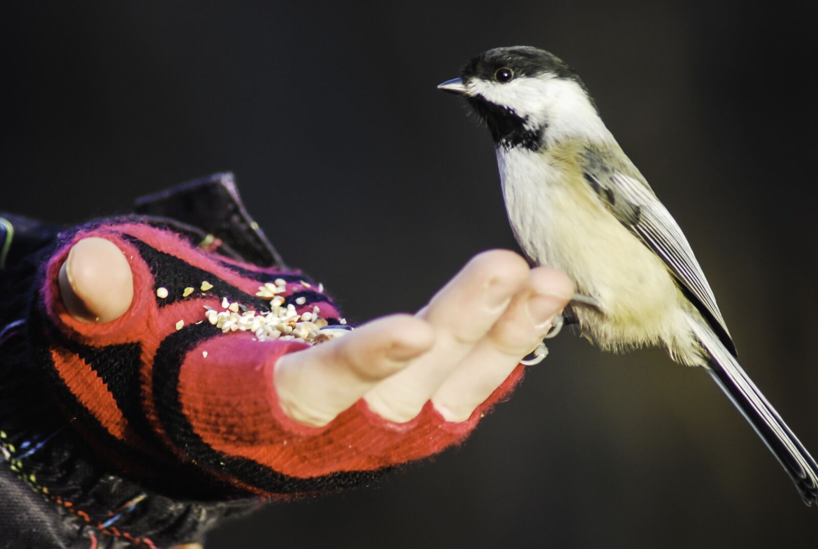 Nikon D60 sample photo. Bird, eat, nature photography