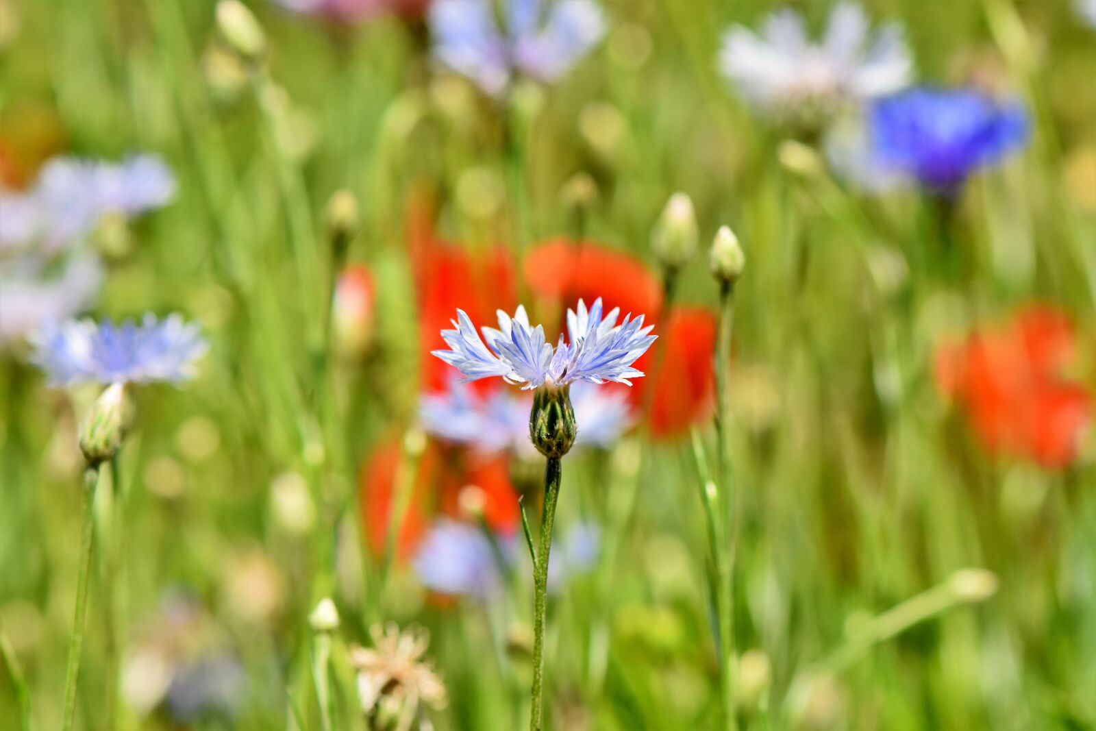 Nikon D7200 sample photo. Alpine cornflower, centaurea montana photography