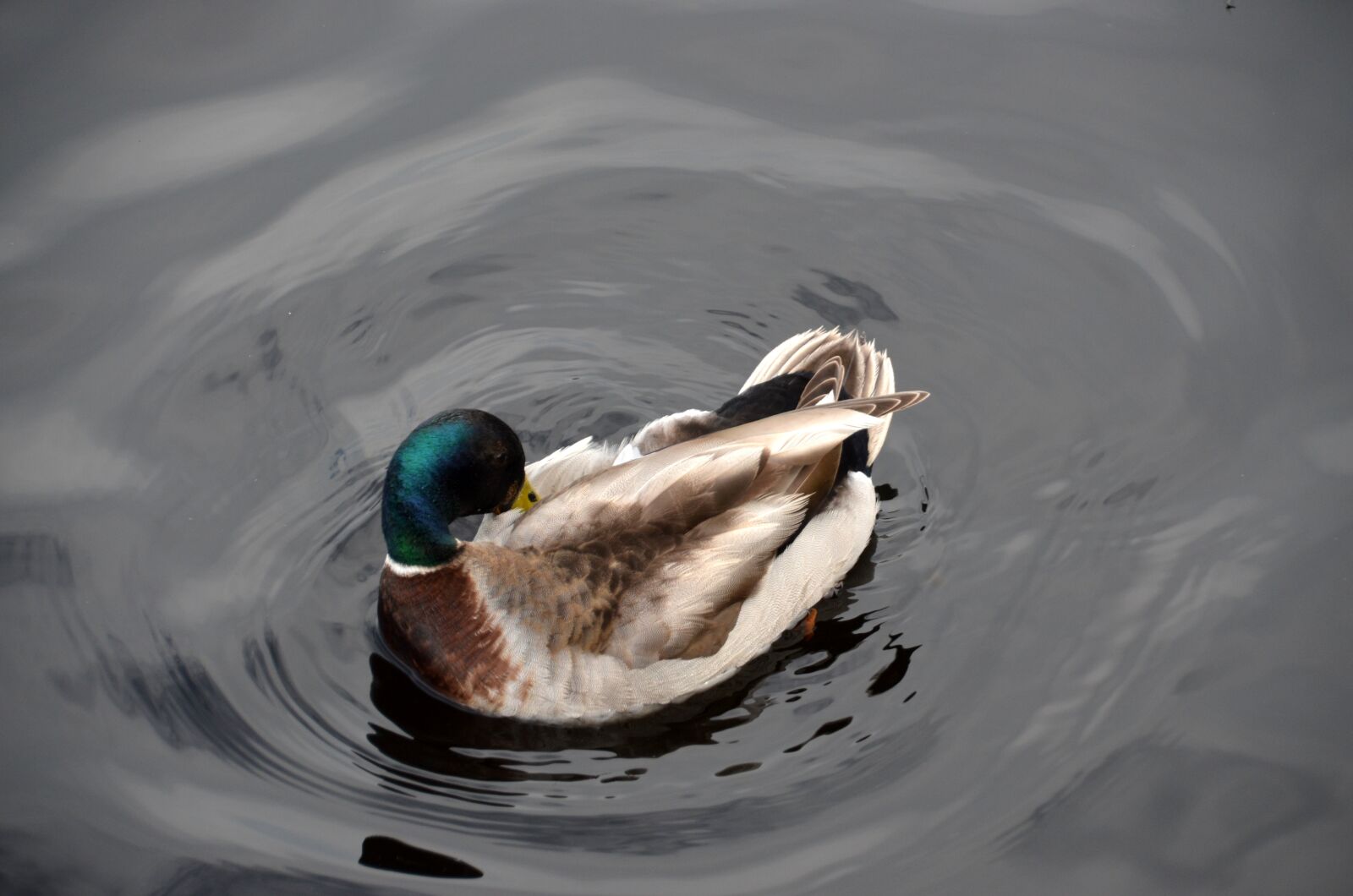 Nikon D5100 sample photo. Duck, drake, water bird photography