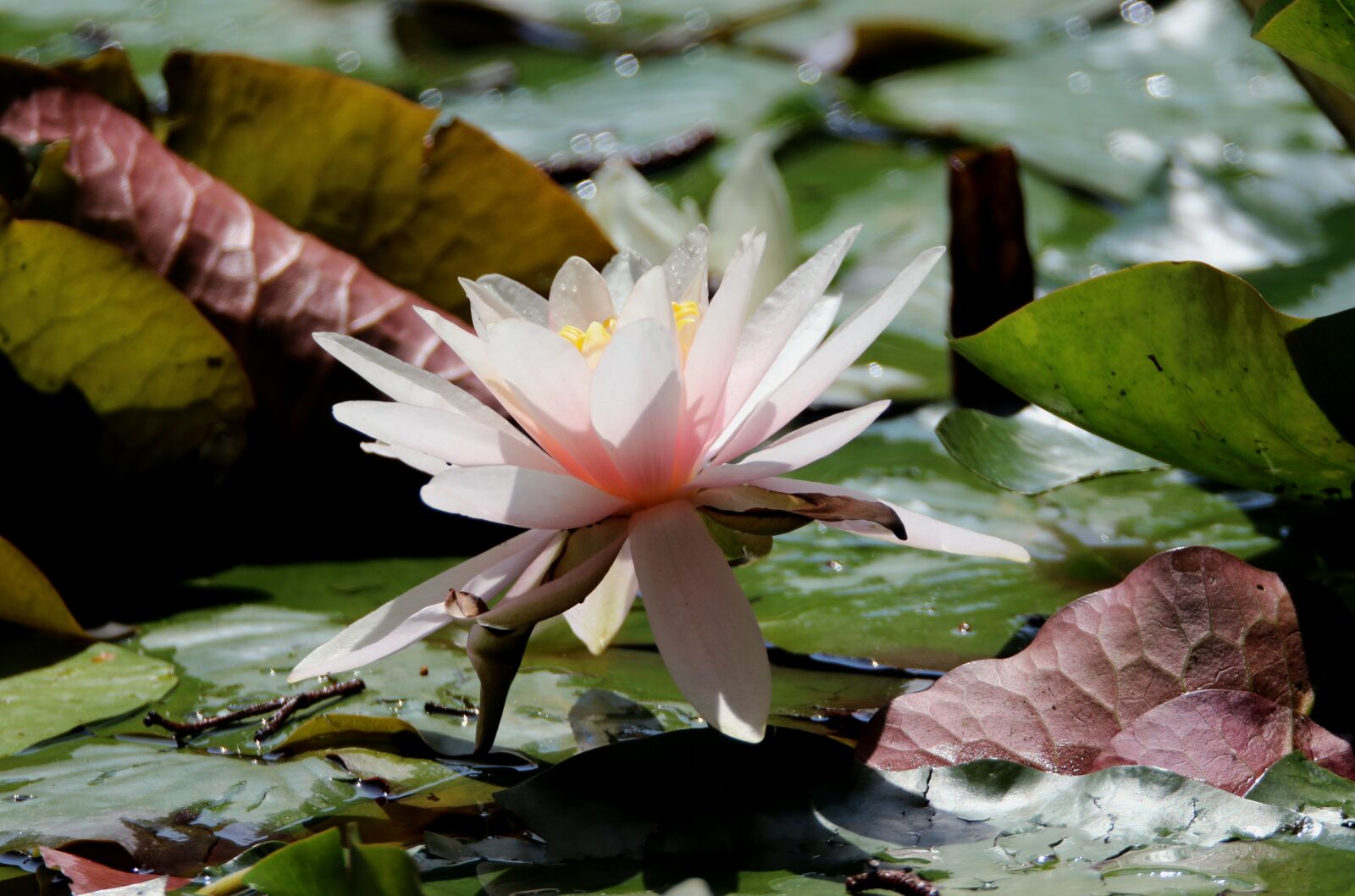 Canon EOS 70D sample photo. Flower, nature, garden photography