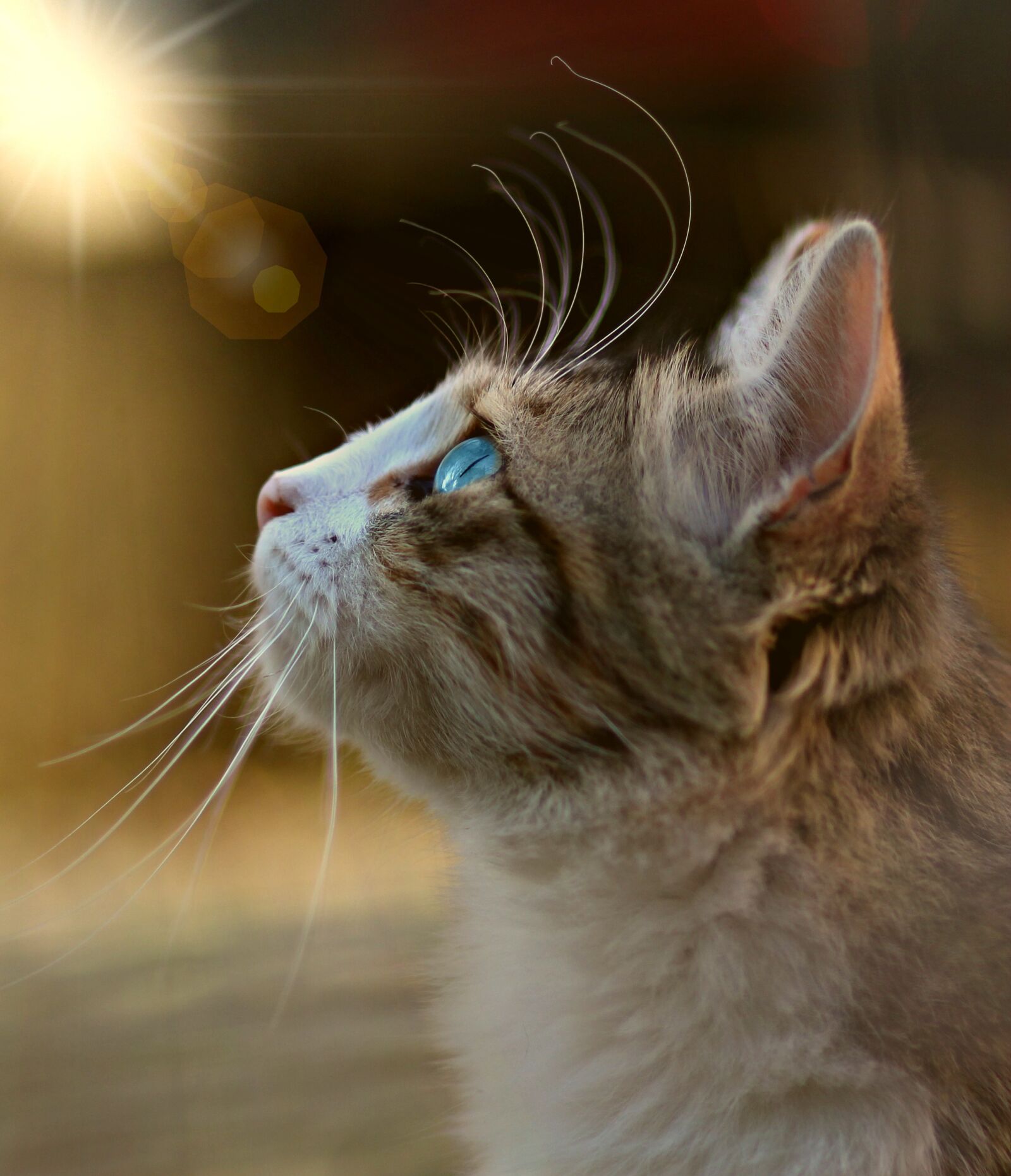 Canon EF 85mm F1.8 USM sample photo. Cat, blue eyes, about photography