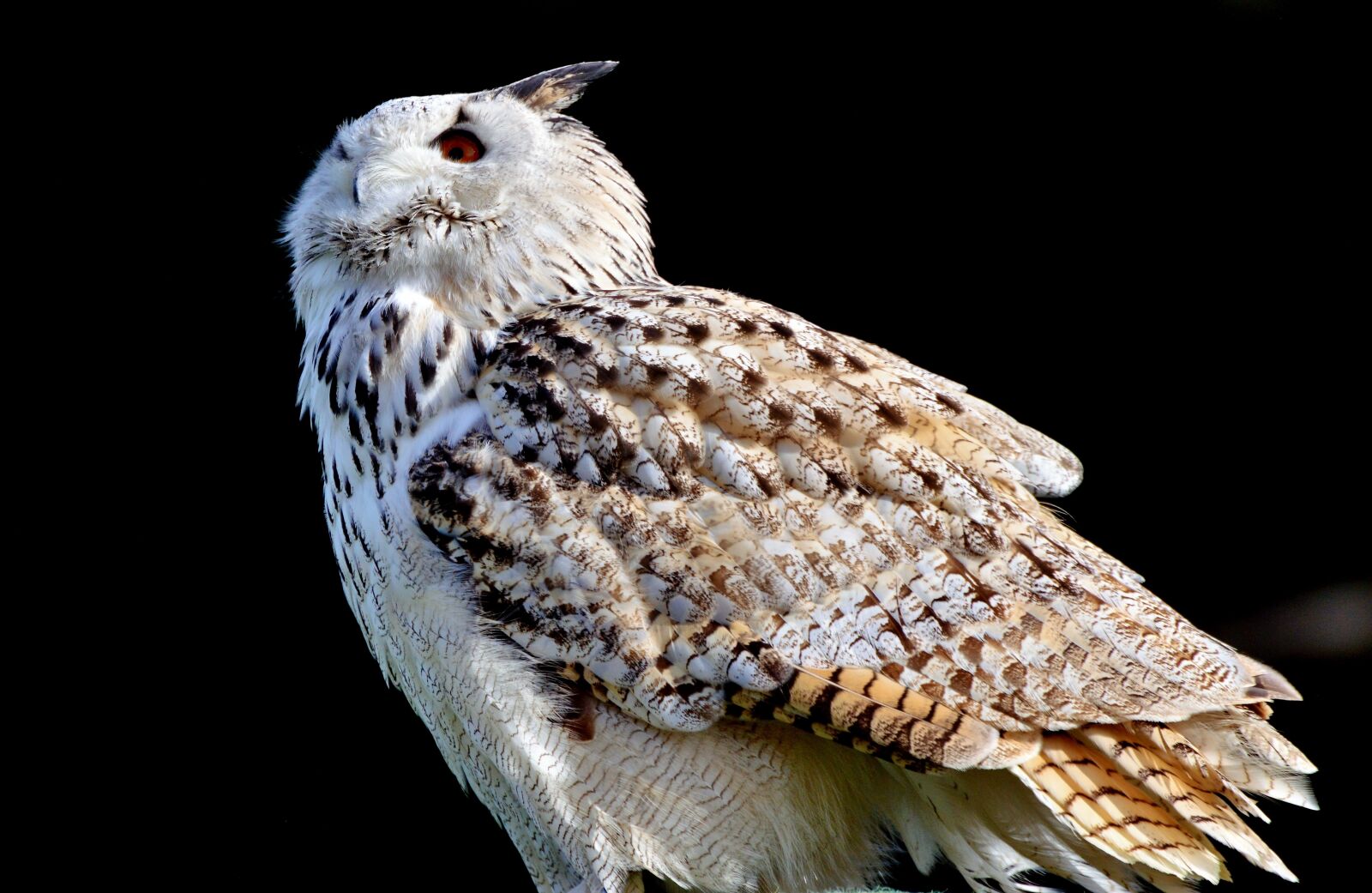 Nikon D3200 sample photo. Barn owl, owl, raptor photography