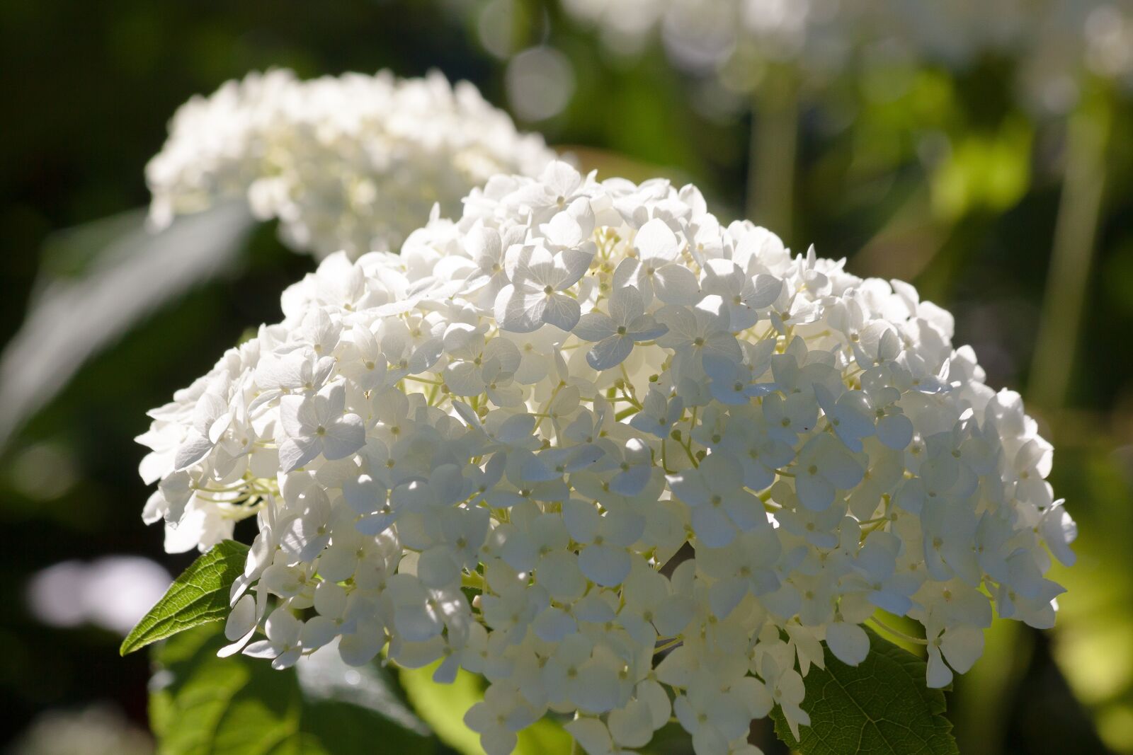 Canon EOS 50D sample photo. Hydrangea, genus, greenhouse hydrangea photography