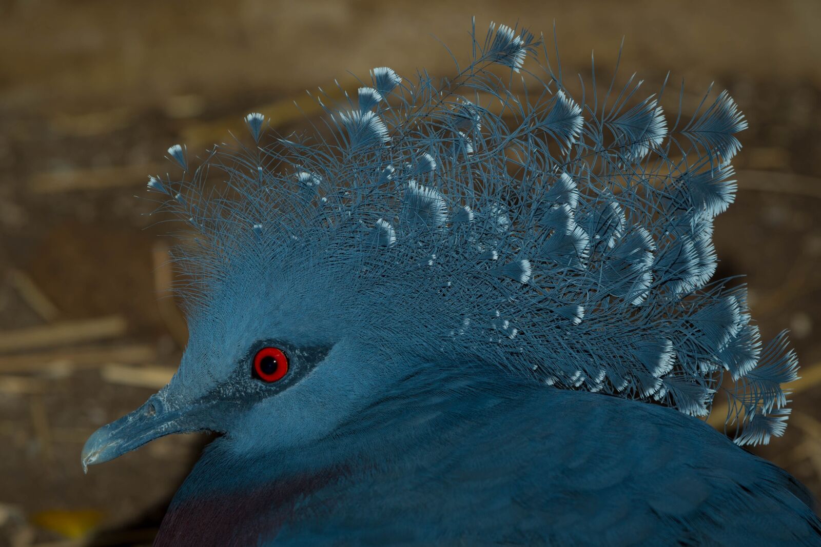 Canon EOS-1D X sample photo. Victoria crowned pigeon, bird photography
