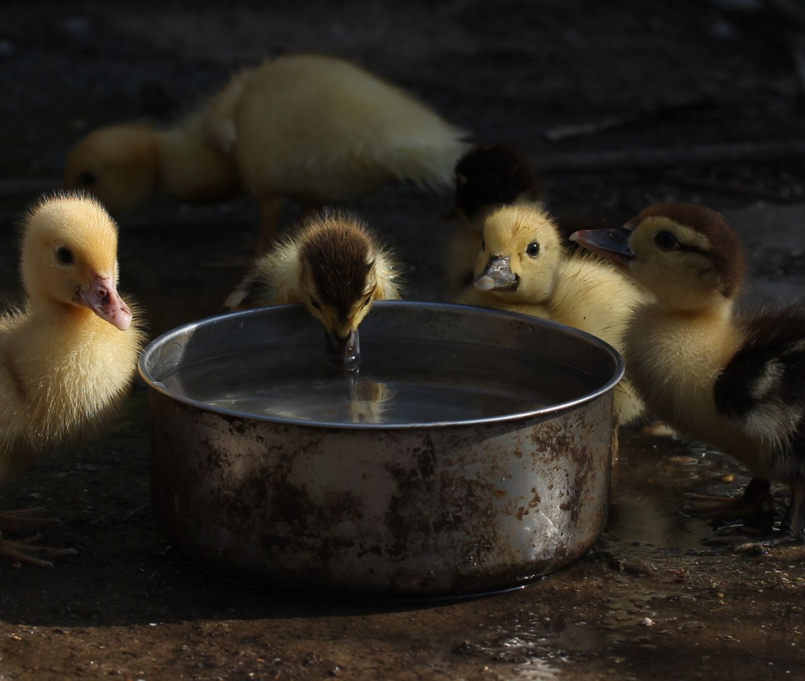 Canon EF-S 60mm F2.8 Macro USM sample photo. Duckling, fluffy, cute photography
