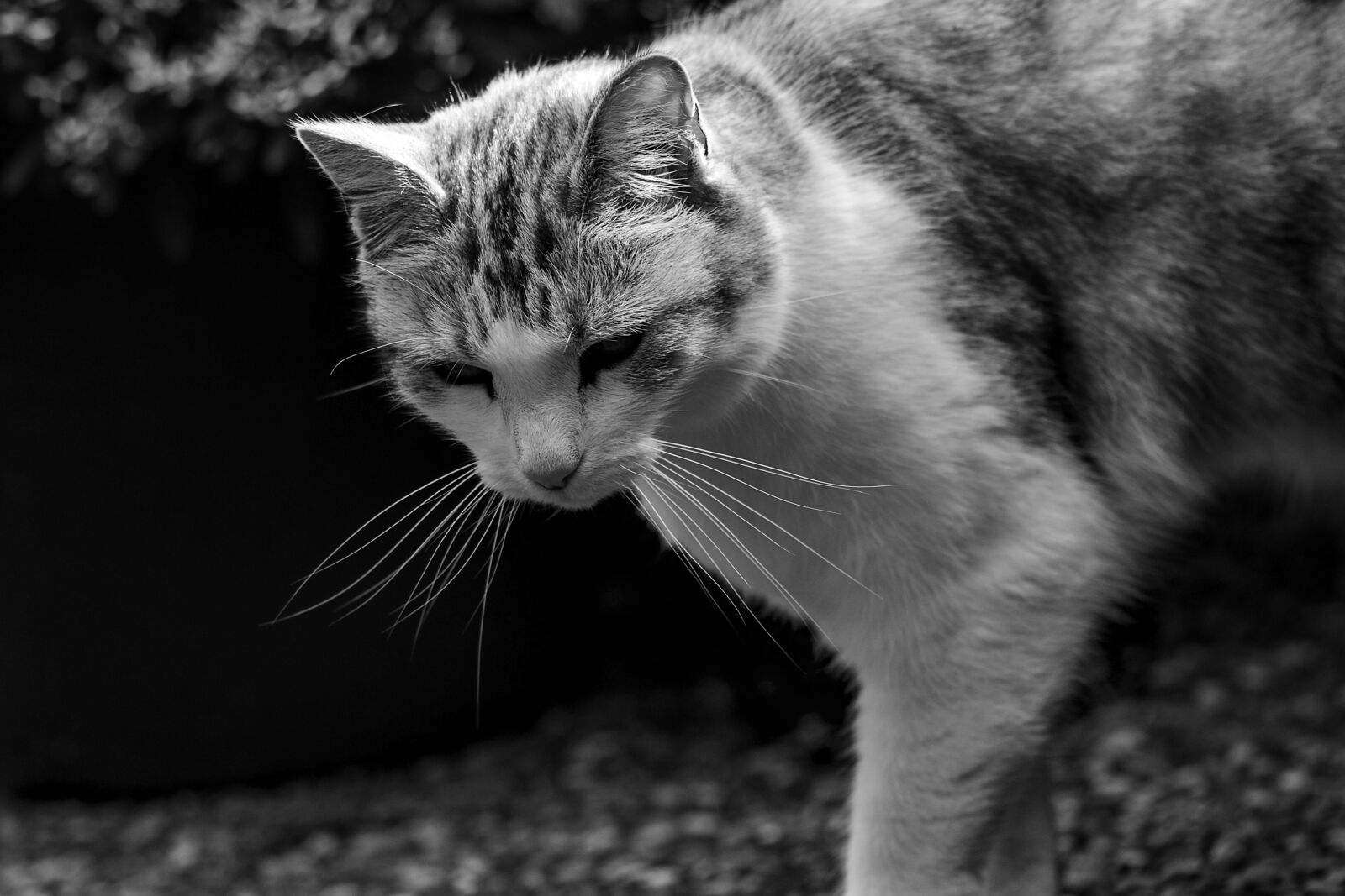 Nikon D3100 sample photo. Cat, pet, animal world photography