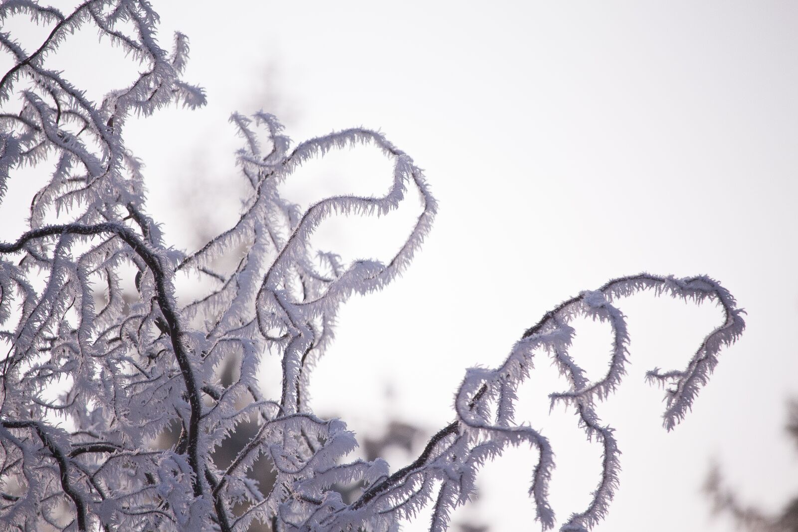 Canon EF-S 55-250mm F4-5.6 IS STM sample photo. Branches, frost, crystals photography