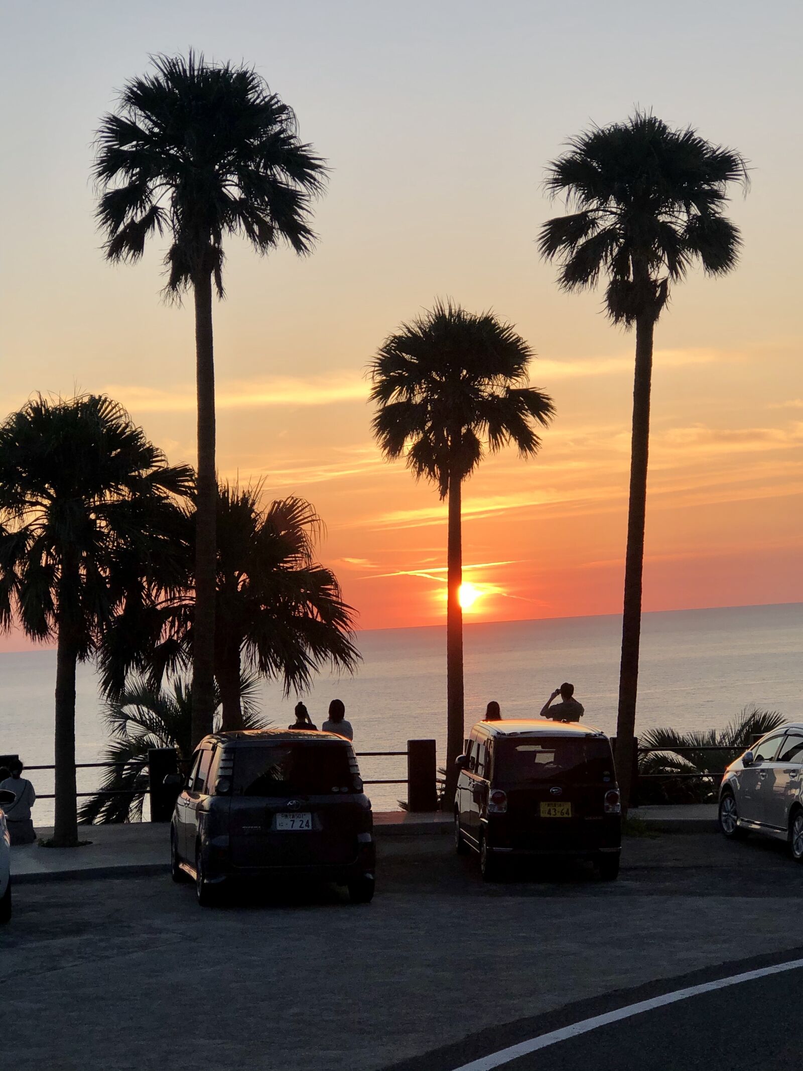 Apple iPhone 8 Plus sample photo. Palm tree, sunset, tropical photography