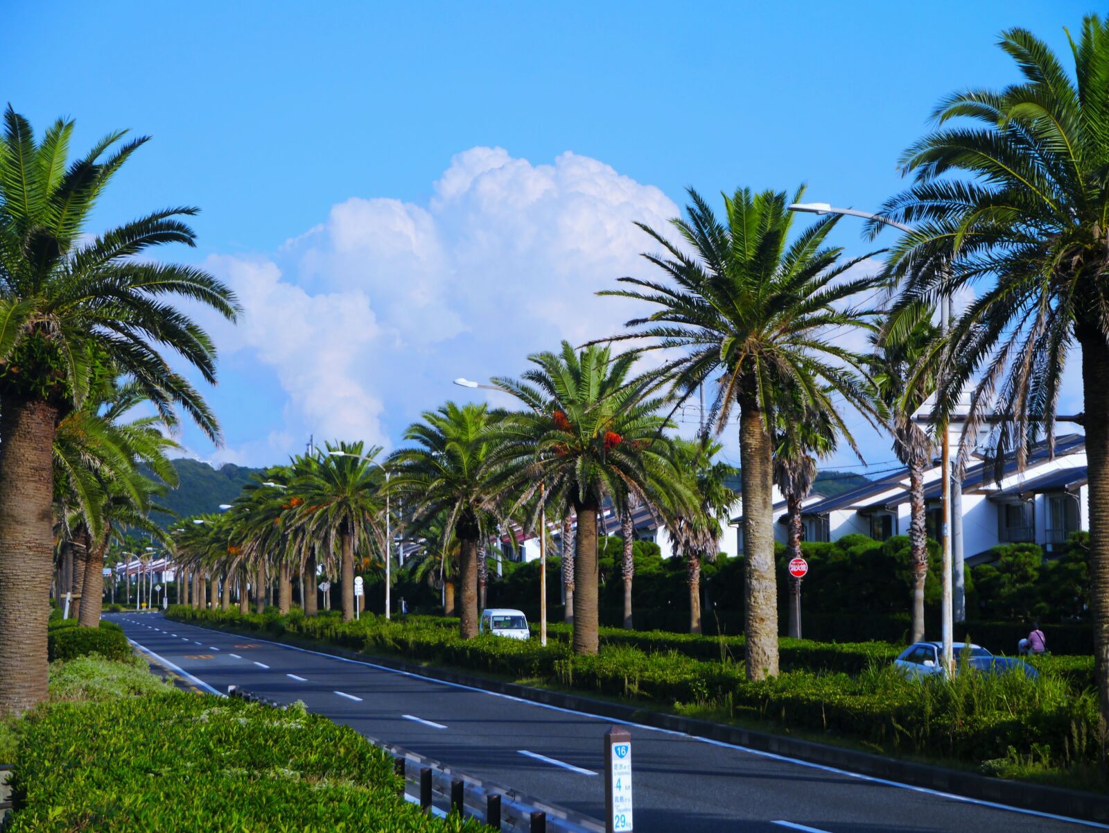 Panasonic Lumix DMC-GX1 sample photo. Palm trees, tree lined photography
