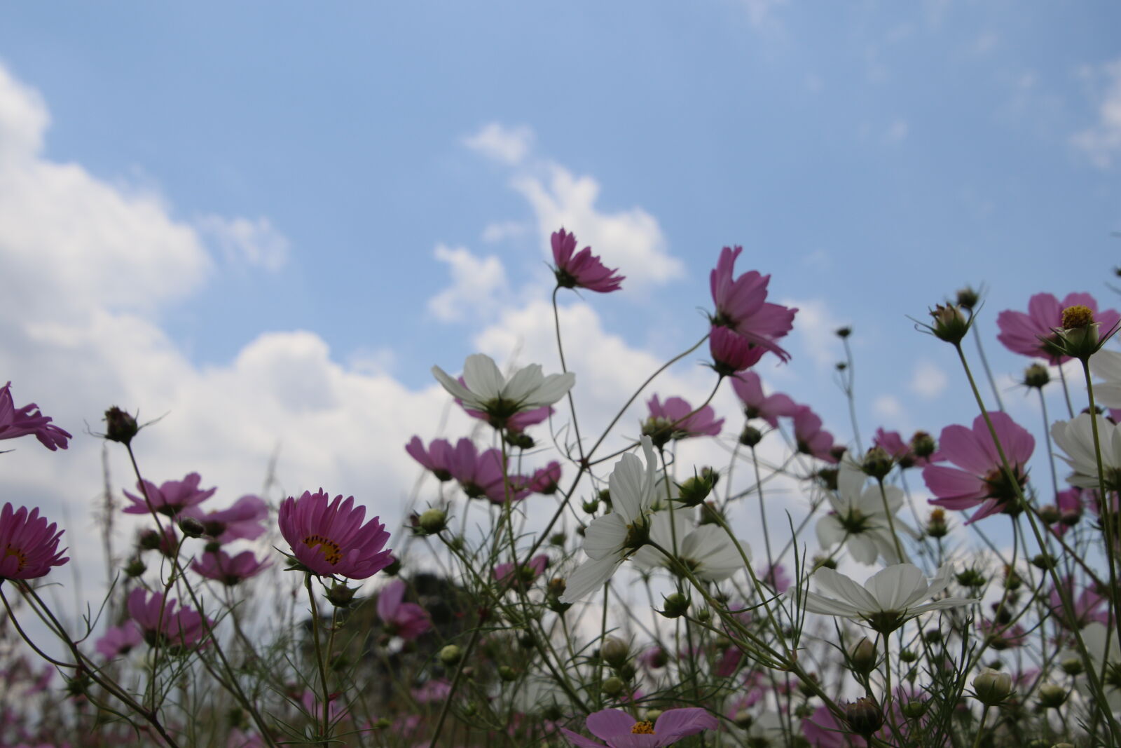 Canon EOS 7D Mark II sample photo. Clouds, kosmos, nature, outside photography