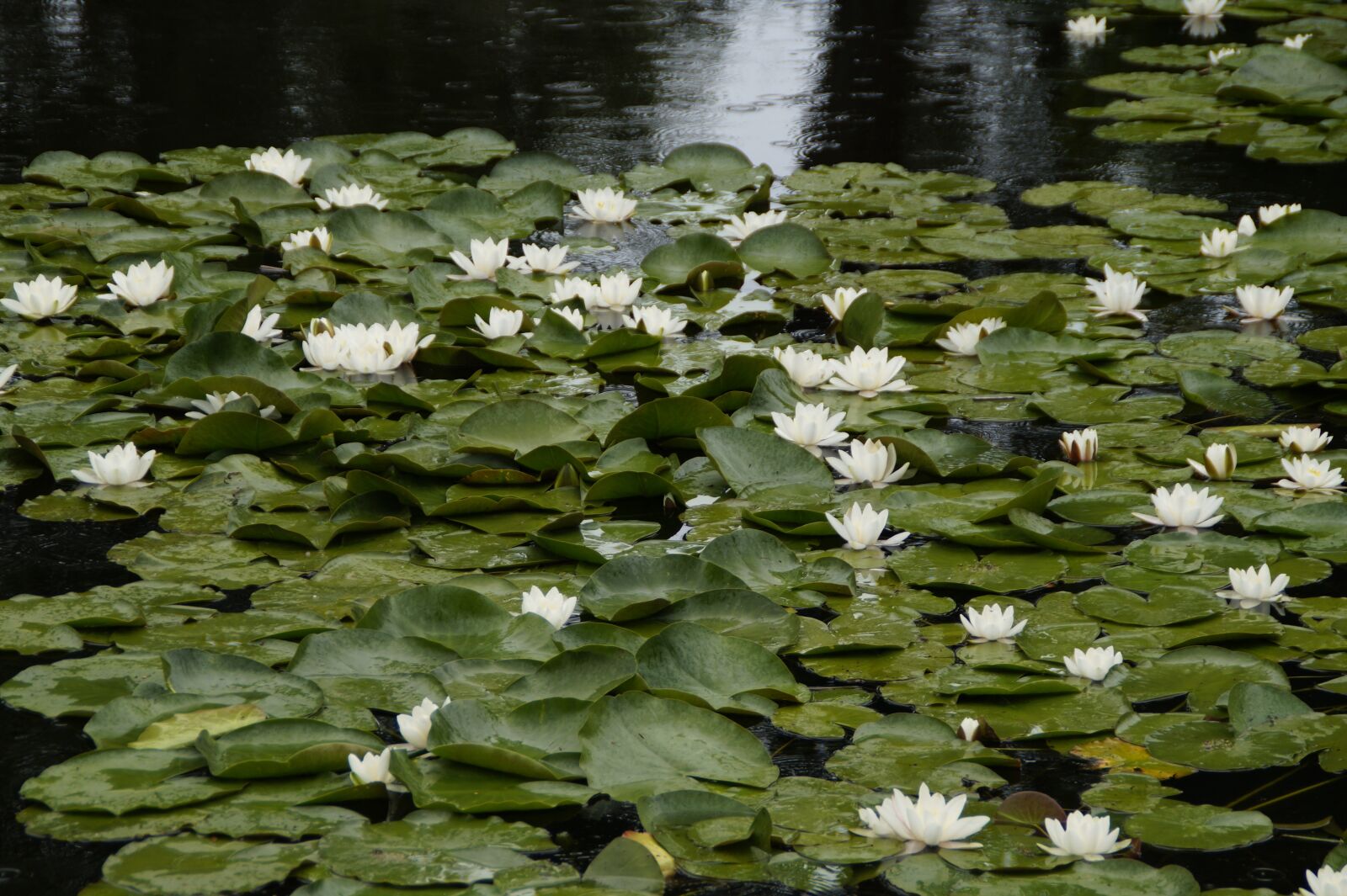Sony SLT-A58 sample photo. Lake, water lilies, blossom photography