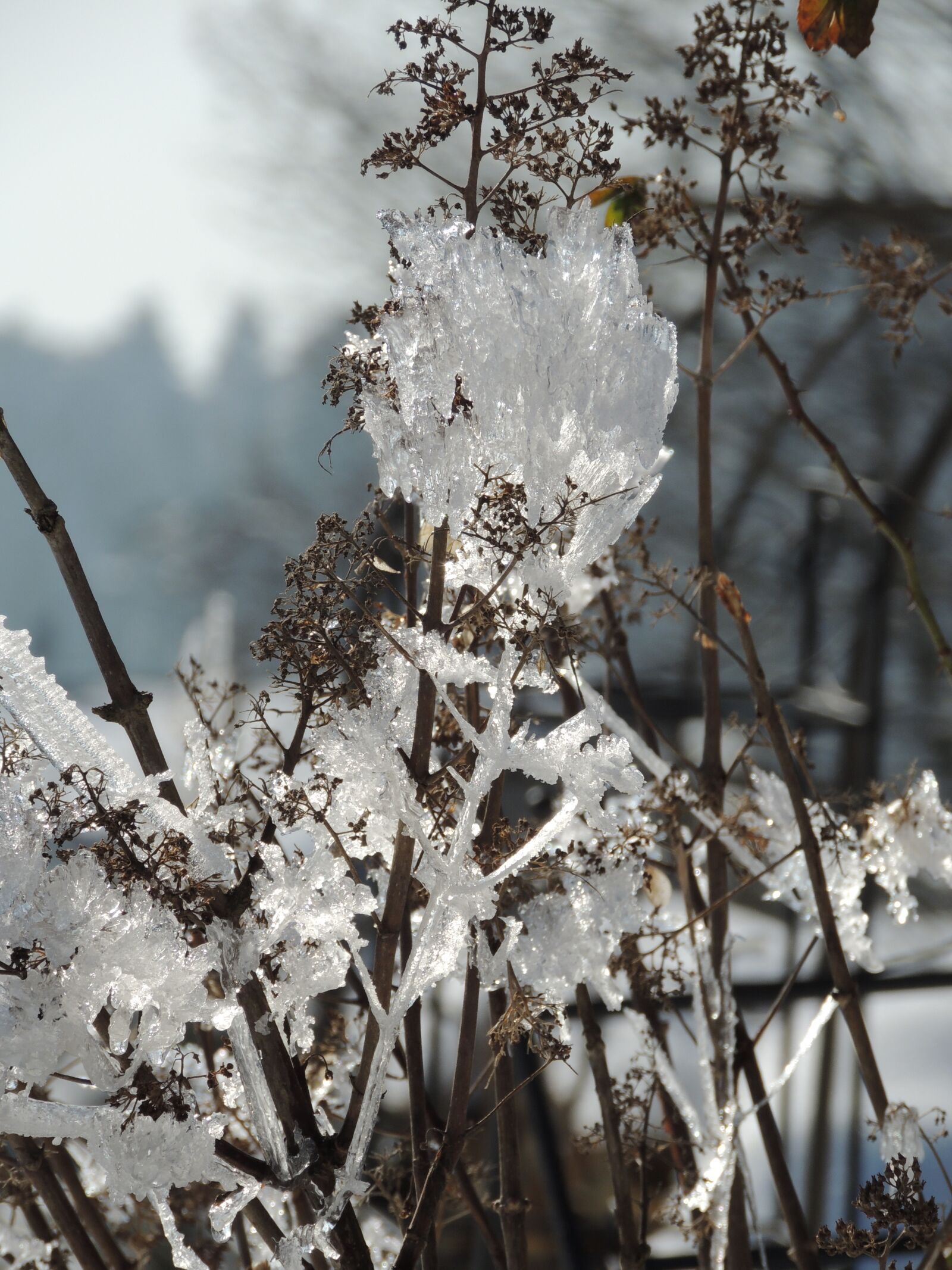 Nikon Coolpix P510 sample photo. Winter, ice, eiskristalle photography