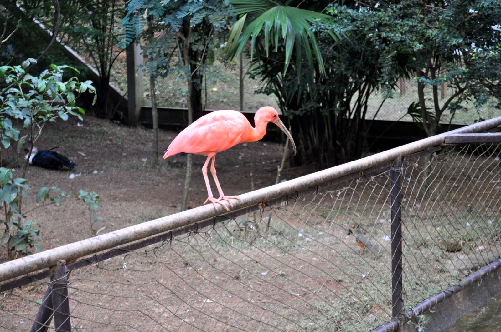Nikon D5000 sample photo. Pink, tropical, bird, fence photography
