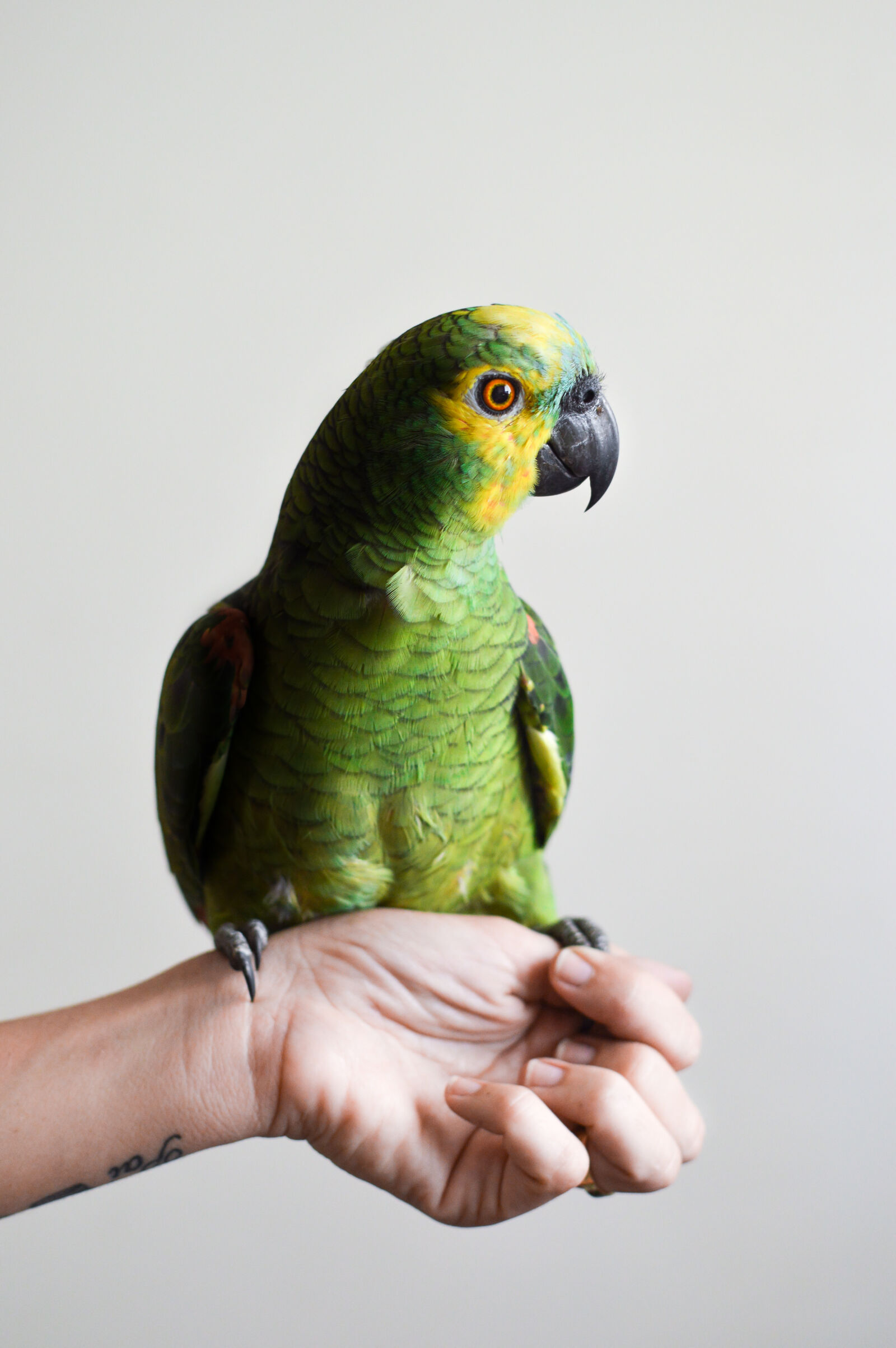 Nikon D3200 + Nikon AF-S DX Nikkor 35mm F1.8G sample photo. Bird, pet, animals, birds photography