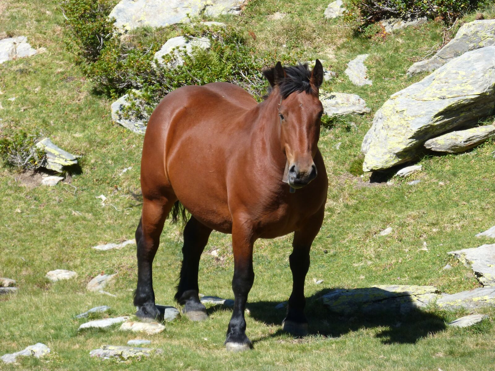 Panasonic DMC-FZ62 sample photo. Horse, pyrenees, high mountain photography