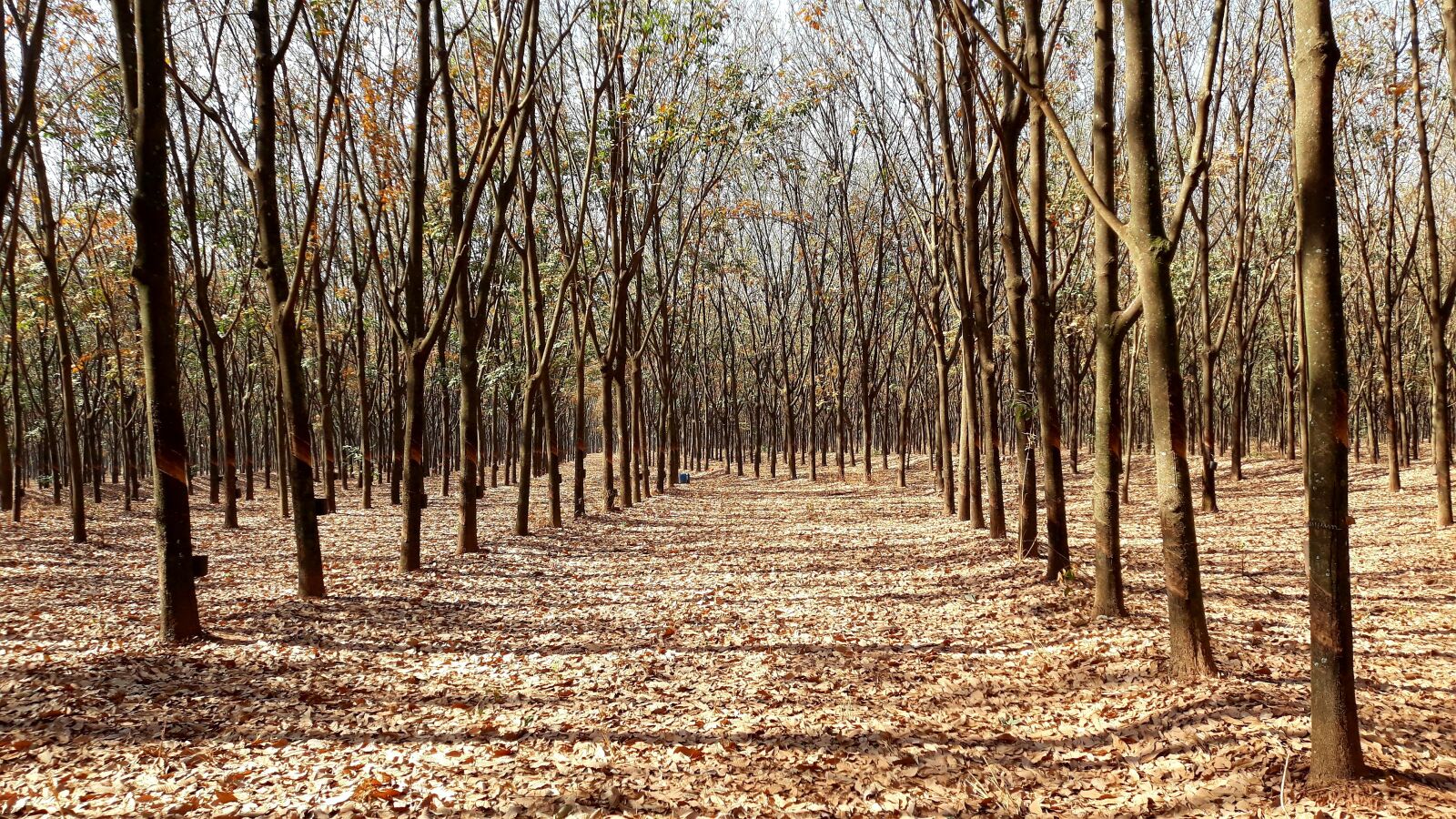Samsung Galaxy J7 Pro sample photo. The rubber tree, rubber photography