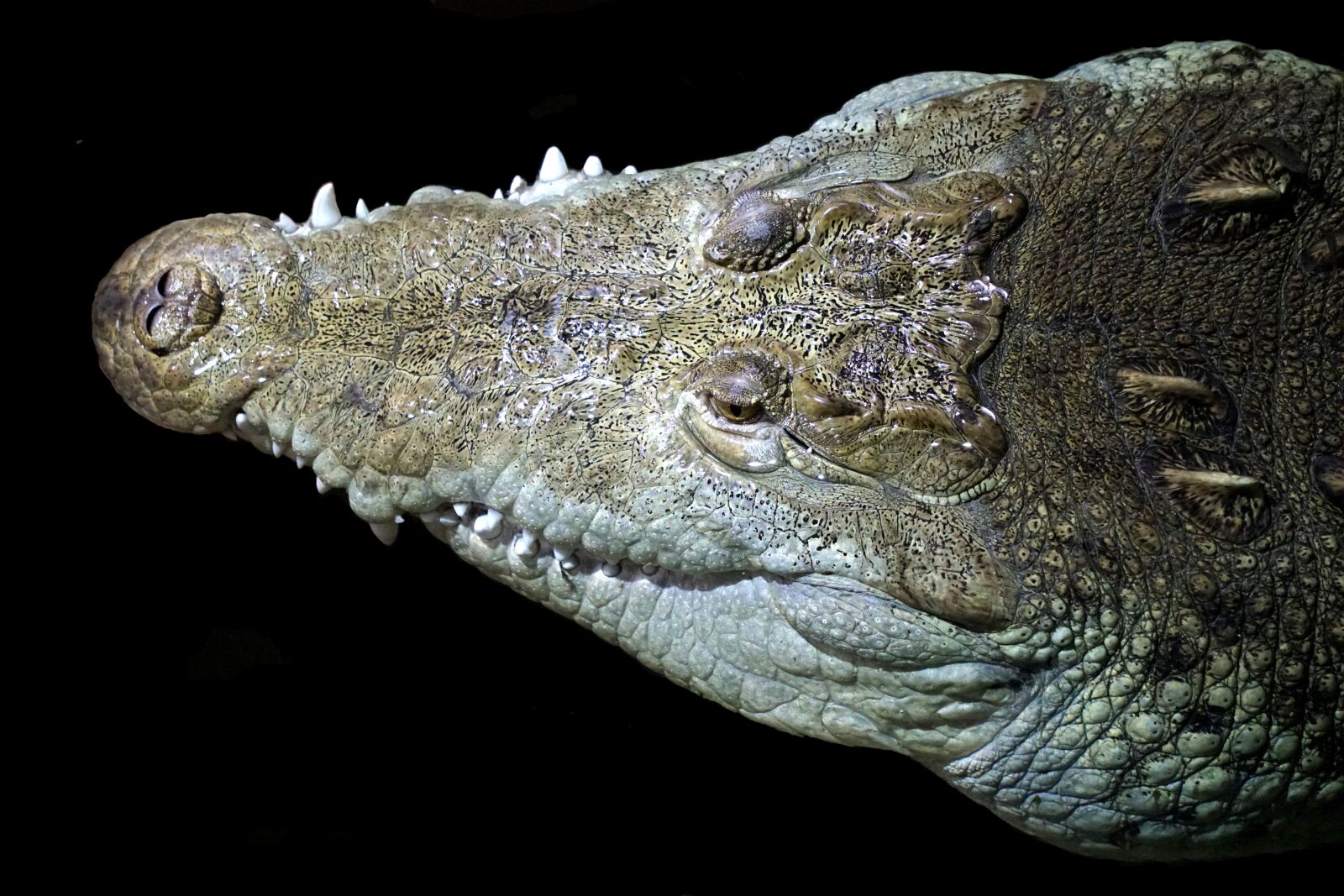 Sony a6300 + Sony E 55-210mm F4.5-6.3 OSS sample photo. Crocodile, head, animal photography