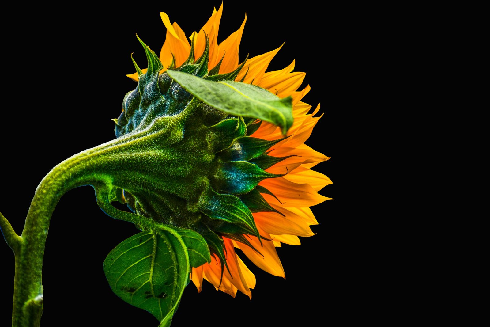 Nikon D3400 sample photo. Sunflower, nature, yellow photography