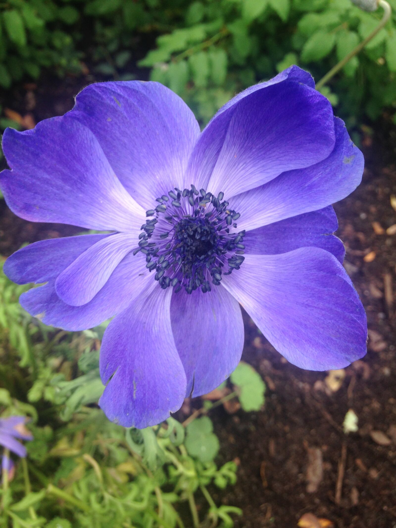 iPhone 5 back camera 4.12mm f/2.4 sample photo. Blue, anemone, flower photography