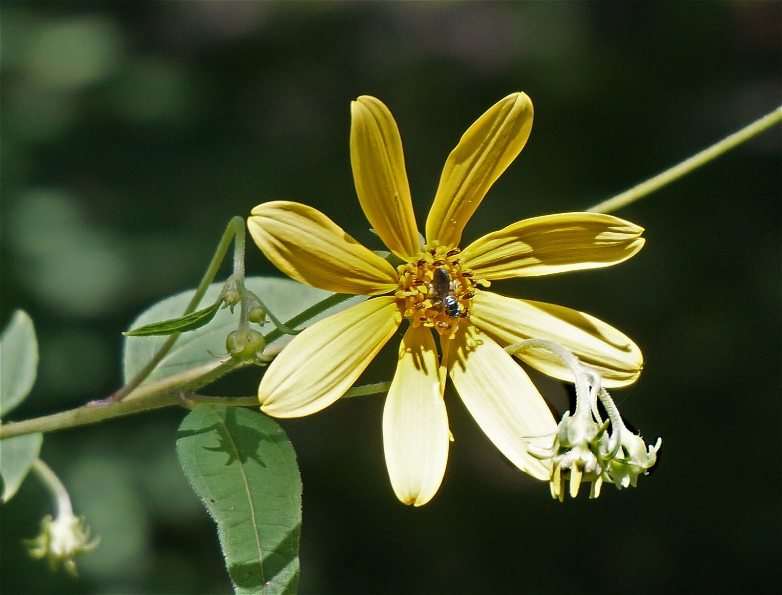 Sony Alpha NEX-5T sample photo. Wild sunflower, wildflower, sunflower photography