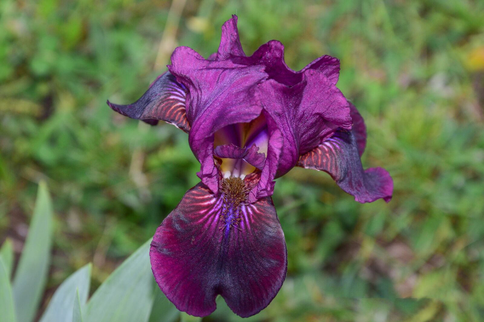 Nikon D3300 sample photo. Flower, garden, nature photography