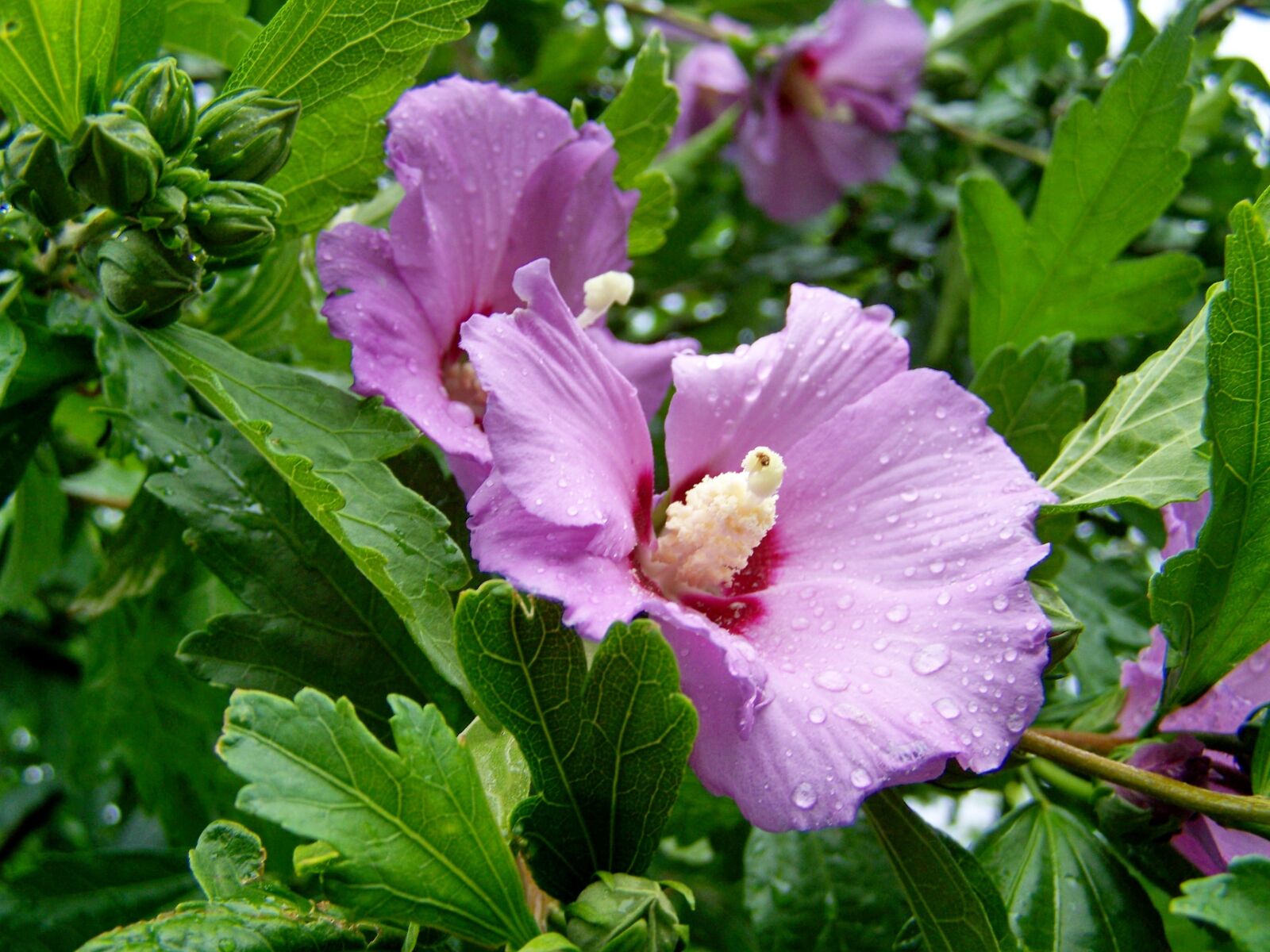 Kodak EASYSHARE ZD710 ZOOM DIGITAL CAMERA sample photo. Bush mallow, hibiscus, pale photography