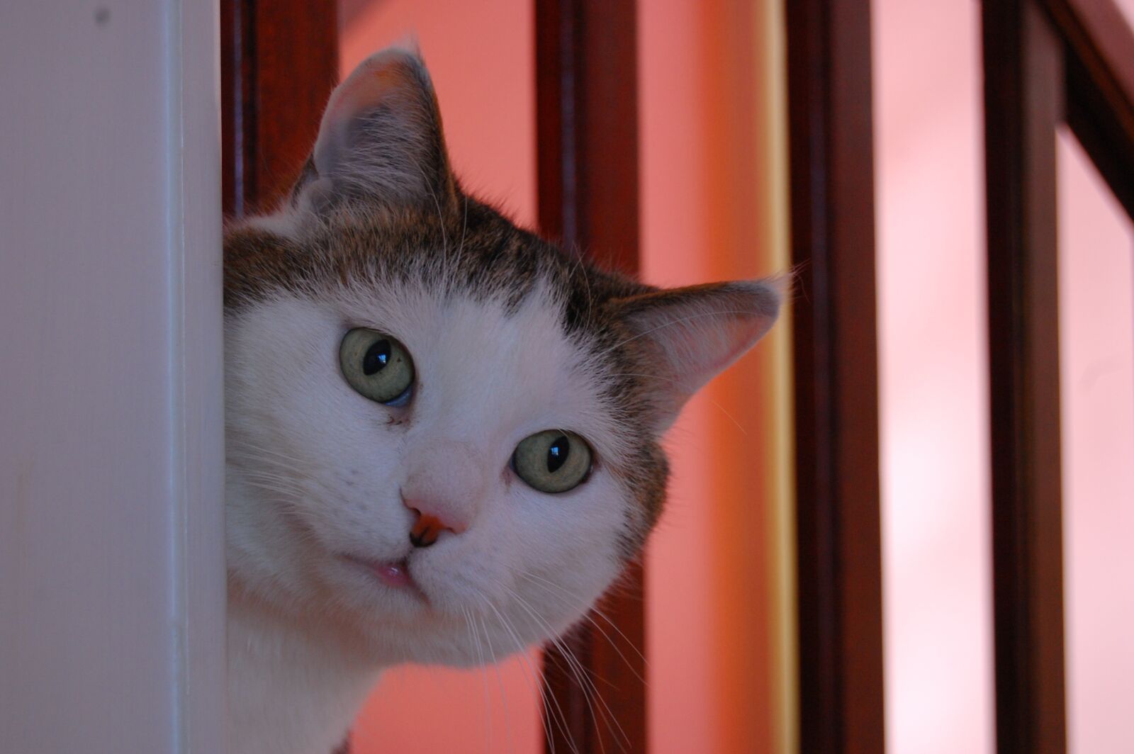 Nikon D40 sample photo. Cat, good looking, hide photography