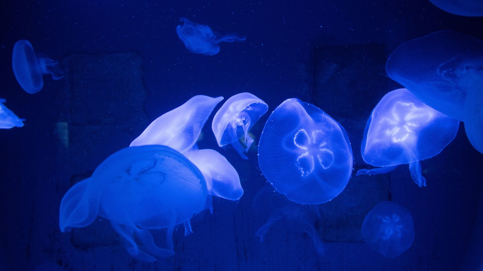 Canon EOS M3 sample photo. Blue, fish, jellyfish photography