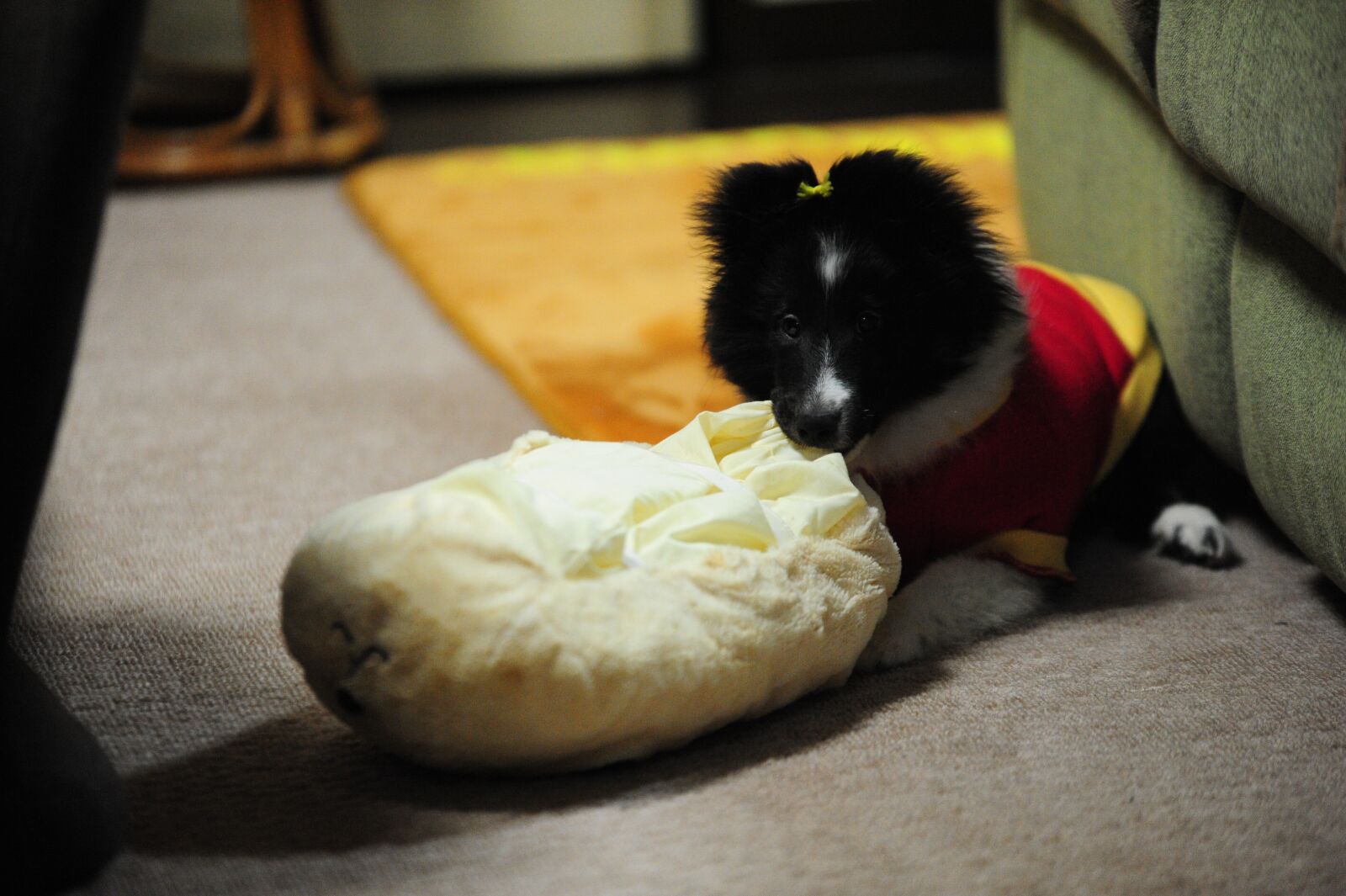 Nikon D700 sample photo. Dog, naughty, room photography