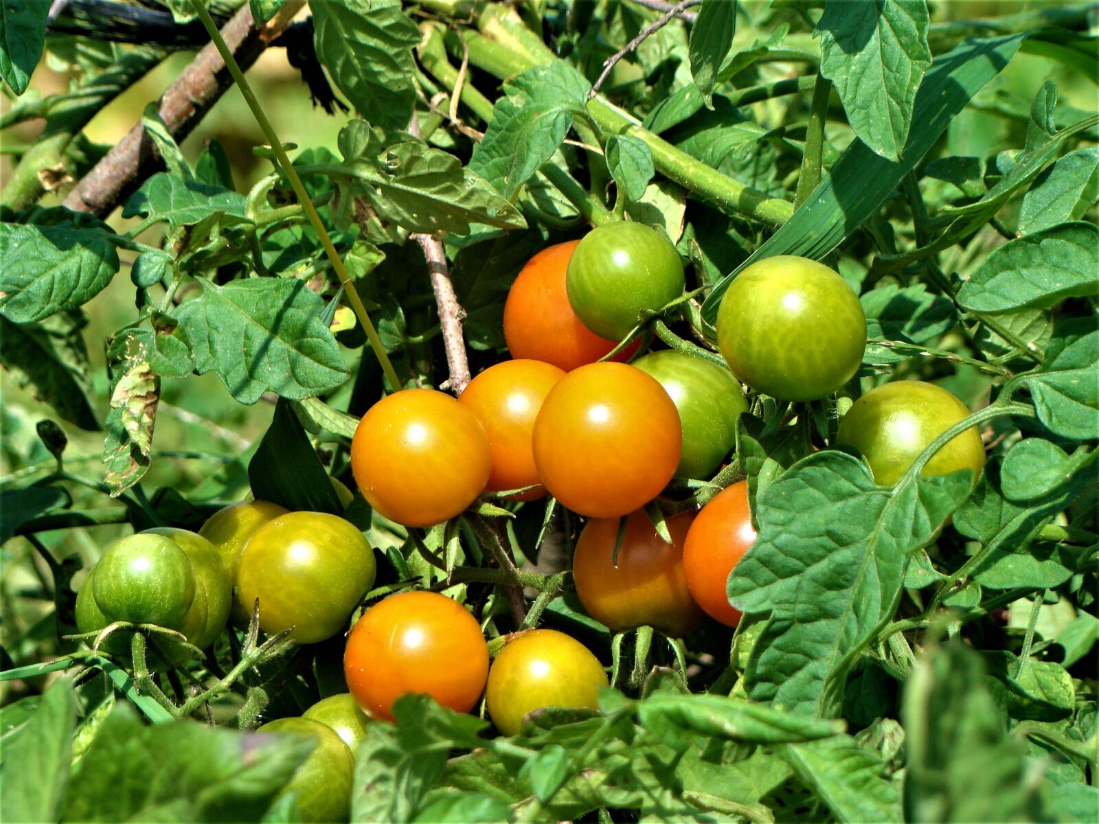 Sony DSC-H9 sample photo. Tomato, plant, nature photography