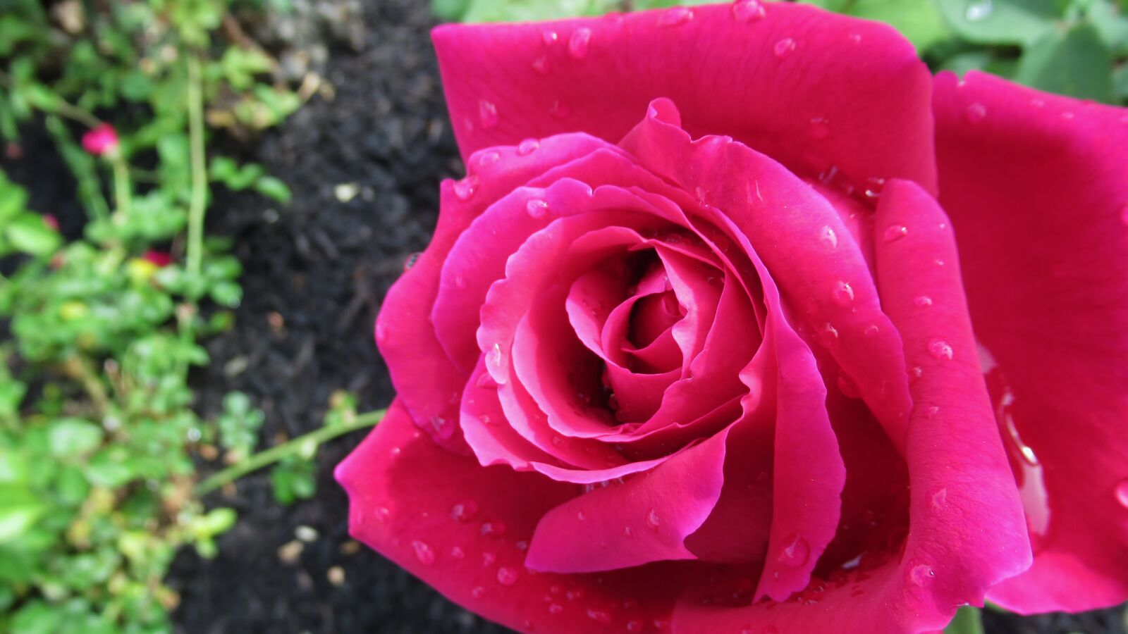 Canon PowerShot SX620 HS sample photo. Rose, rain, flower photography