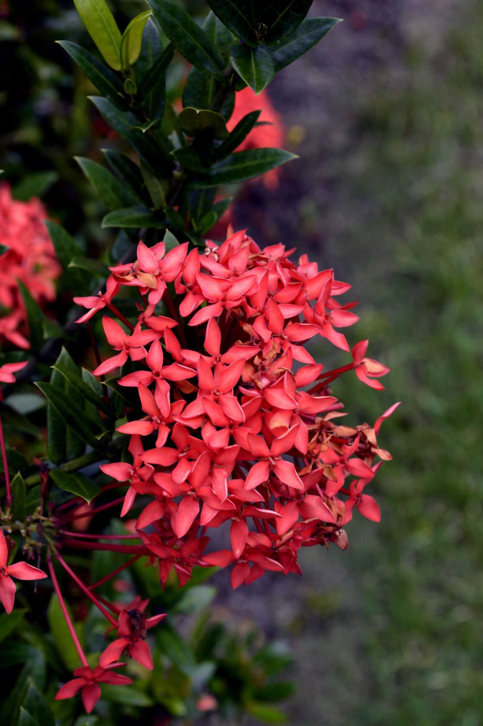 Nikon D3200 sample photo. Flower, nature, flowers photography
