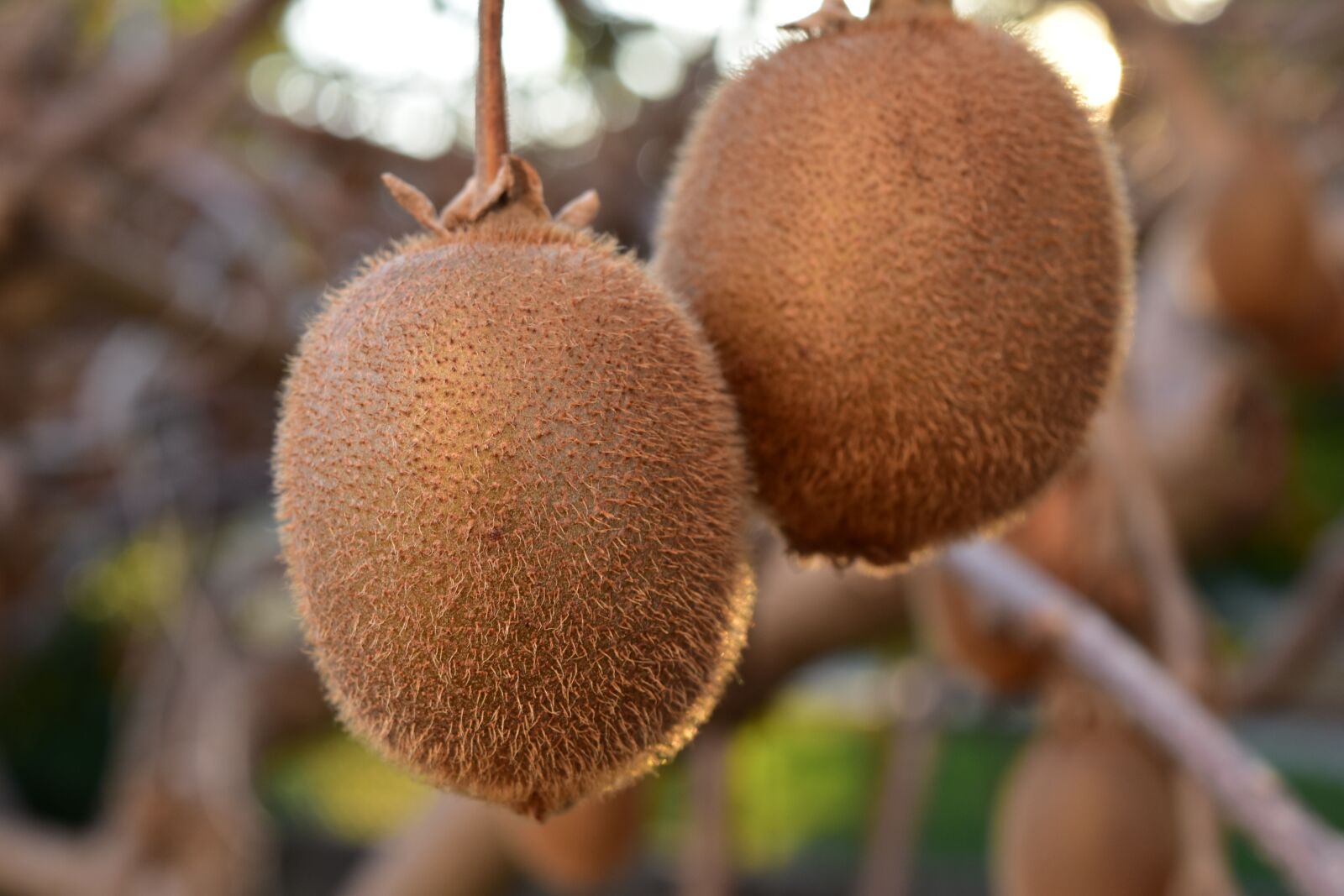 Nikon D5500 sample photo. Kiwi, fruit, green photography