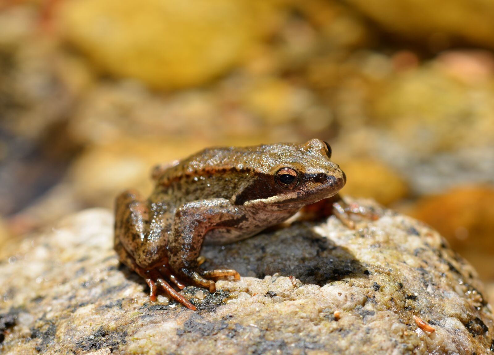 Nikon D5200 sample photo. Animal, animals, frog photography