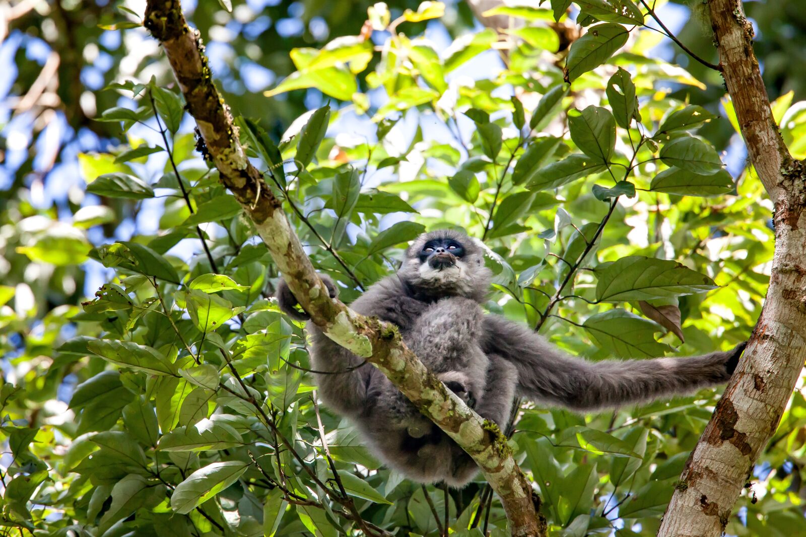 Canon EOS 5D Mark II sample photo. Wild animals, javan gibbon photography