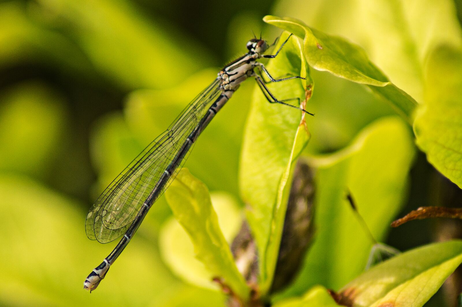 Sony SLT-A57 sample photo. Dragonfly, males, flight insect photography