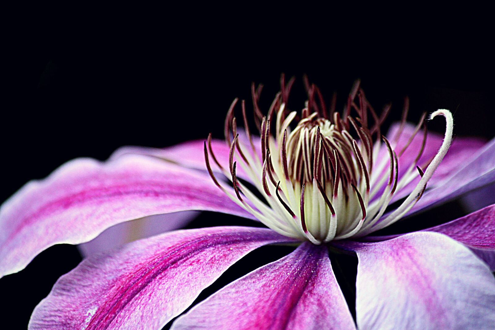 Canon EOS 500D (EOS Rebel T1i / EOS Kiss X3) sample photo. Clematis, blossom, bloom photography