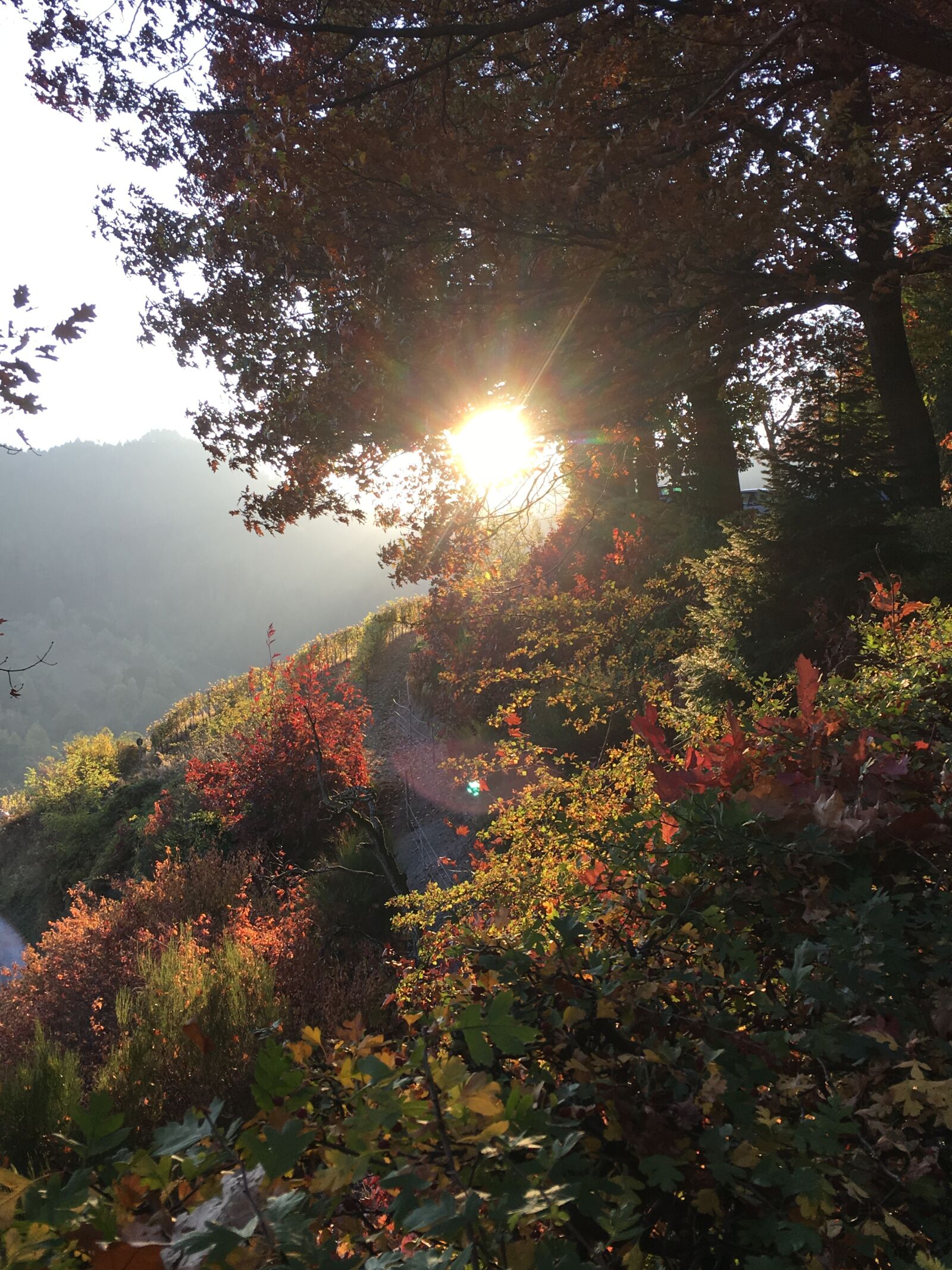 Apple iPhone 6s sample photo. Sunset, nature, forest photography