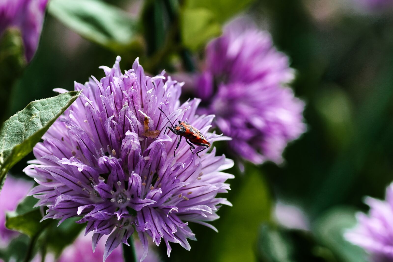 Sony a99 II sample photo. Flower, chives, herbs photography