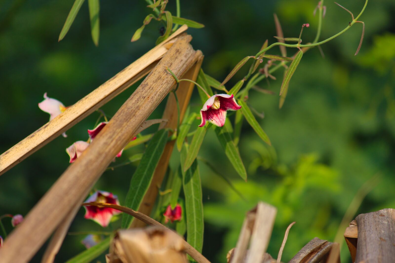 Canon EOS 700D (EOS Rebel T5i / EOS Kiss X7i) sample photo. Flowers, red flowers, weeds photography
