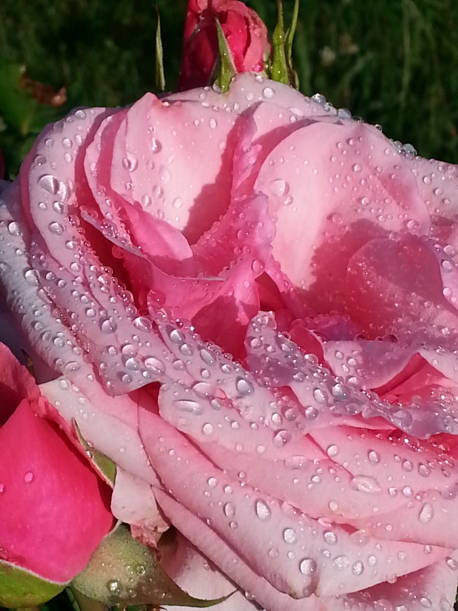 Samsung Galaxy S3 sample photo. Morgentau, rose, bud photography