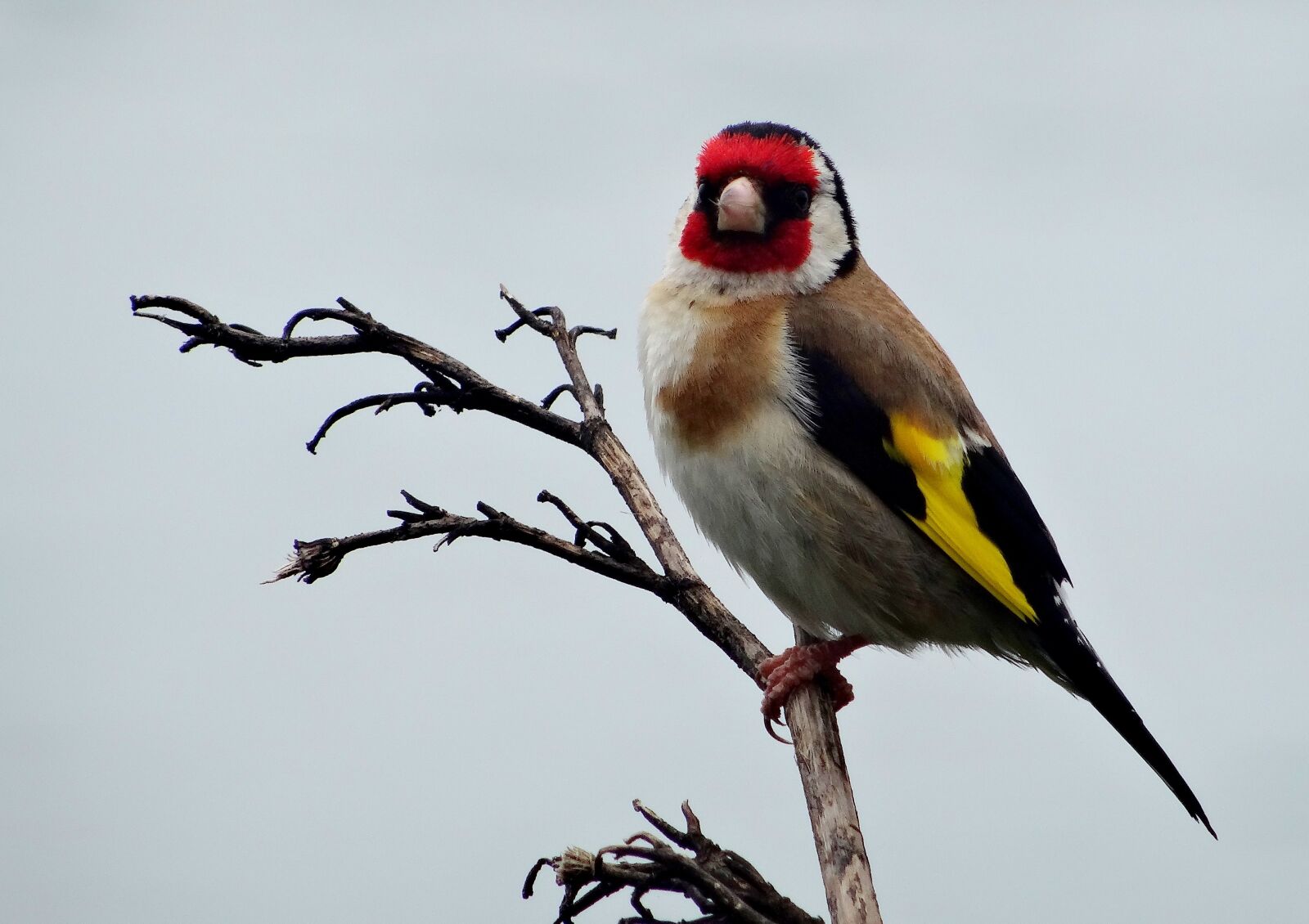 Sony Cyber-shot DSC-HX50V sample photo. Close-up, bird, outdoors photography