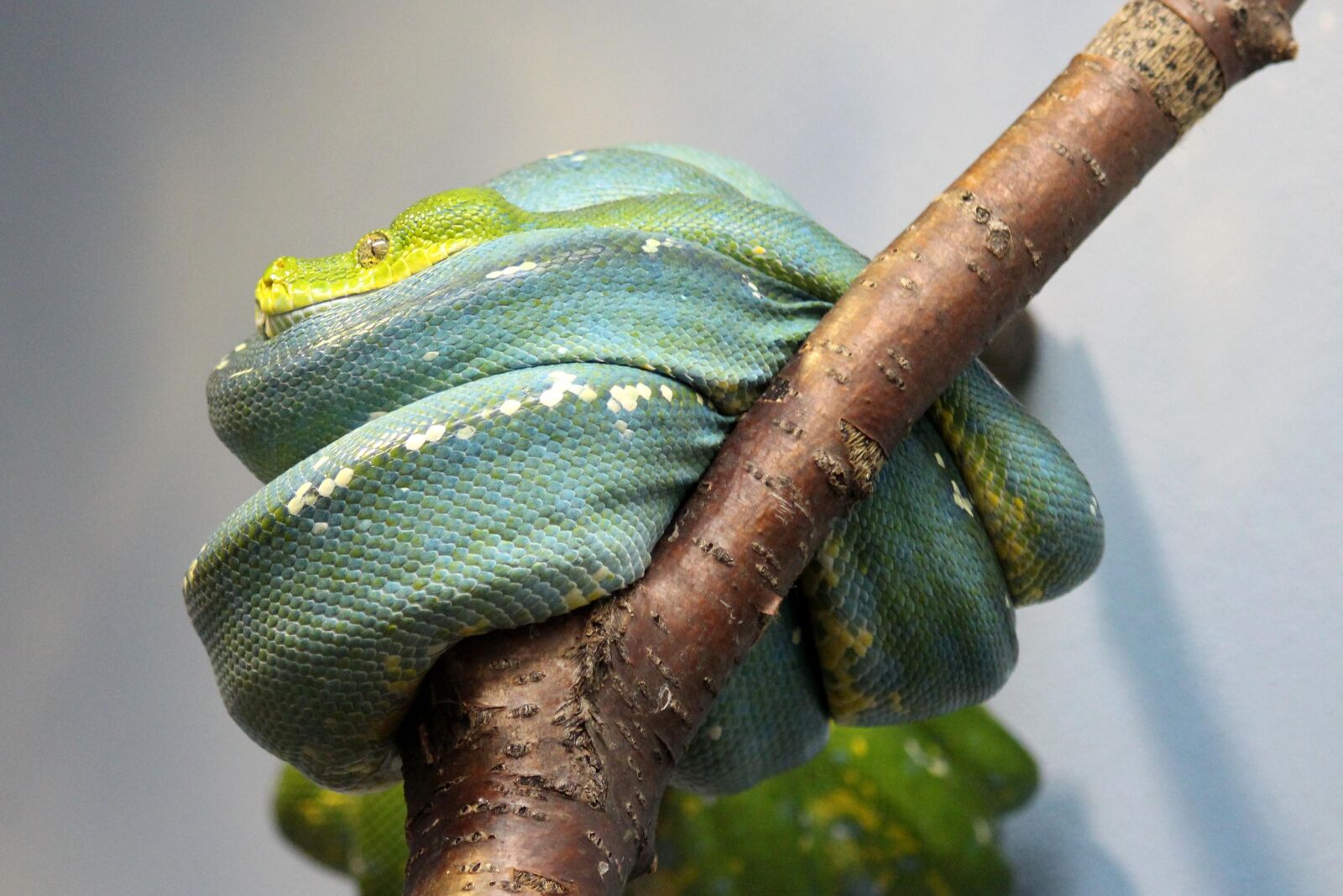 Canon EOS 650D (EOS Rebel T4i / EOS Kiss X6i) sample photo. Snake, python, rep photography