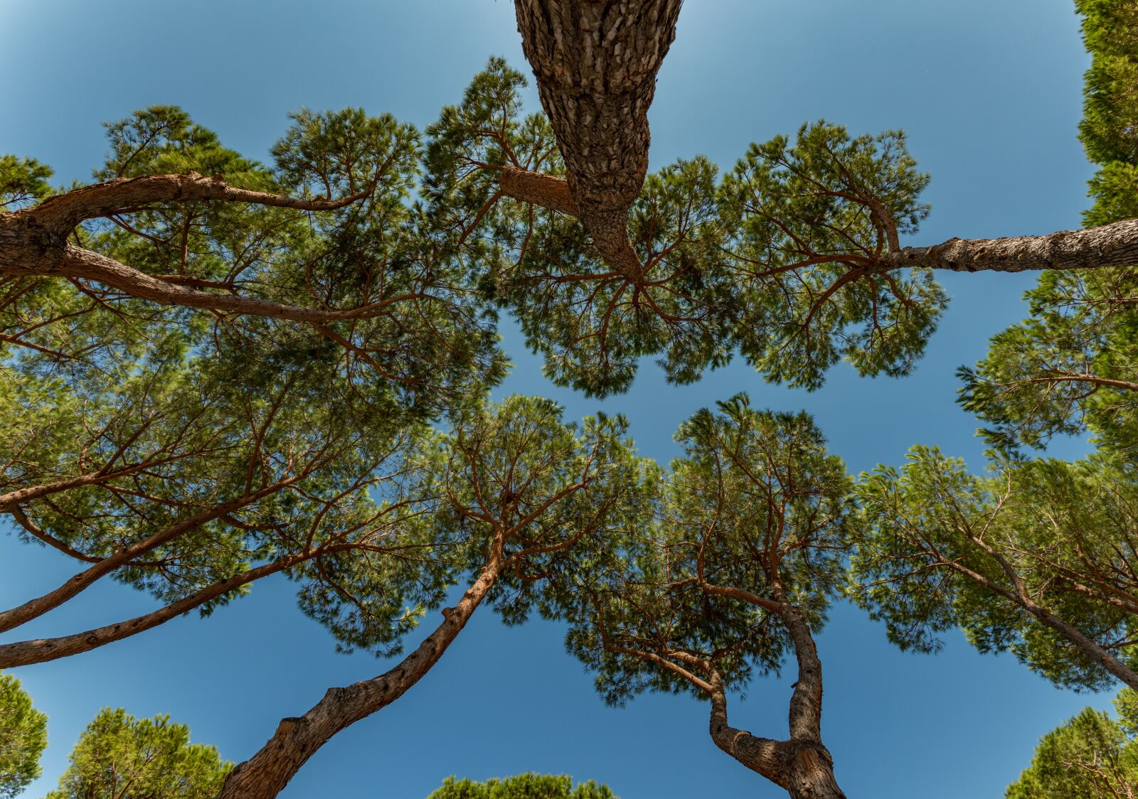 Nikon D800E sample photo. Trees, sky, up photography