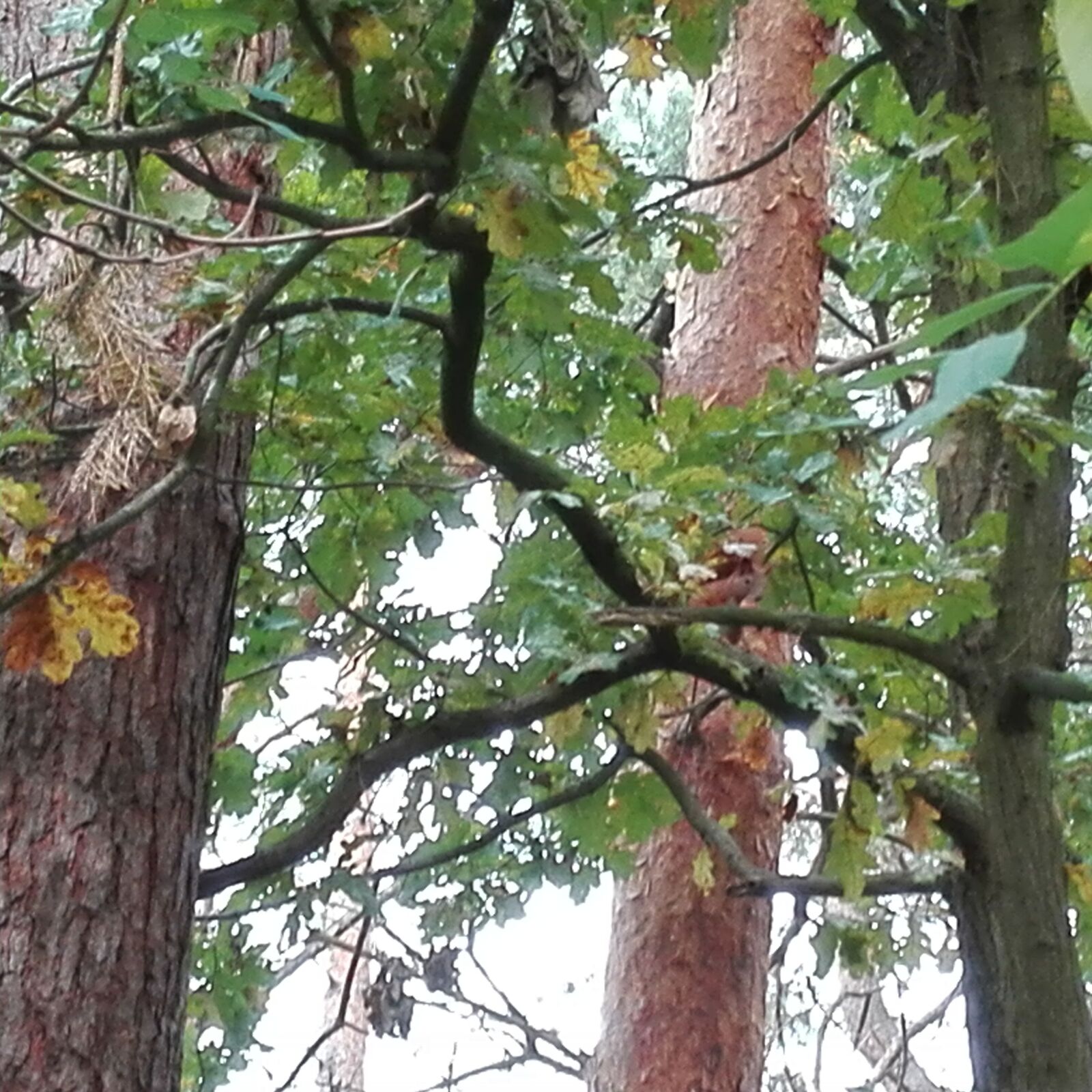 HUAWEI ALE-L21 sample photo. Forest, picture puzzle, leaves photography